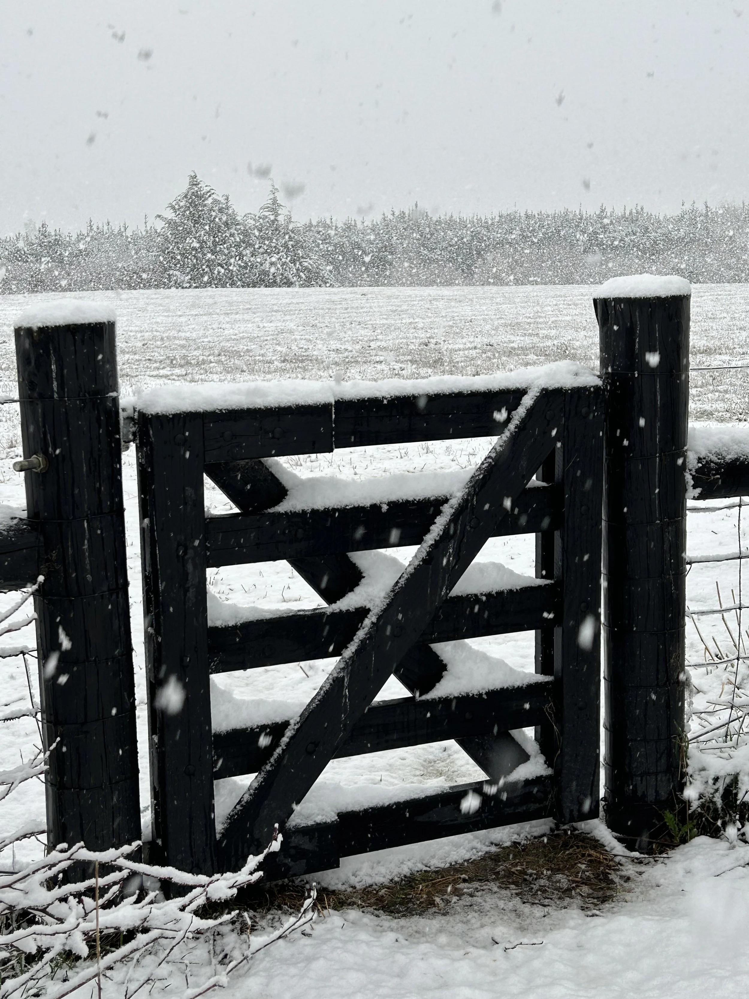 Another snowy photo overlooking my paddocks.  