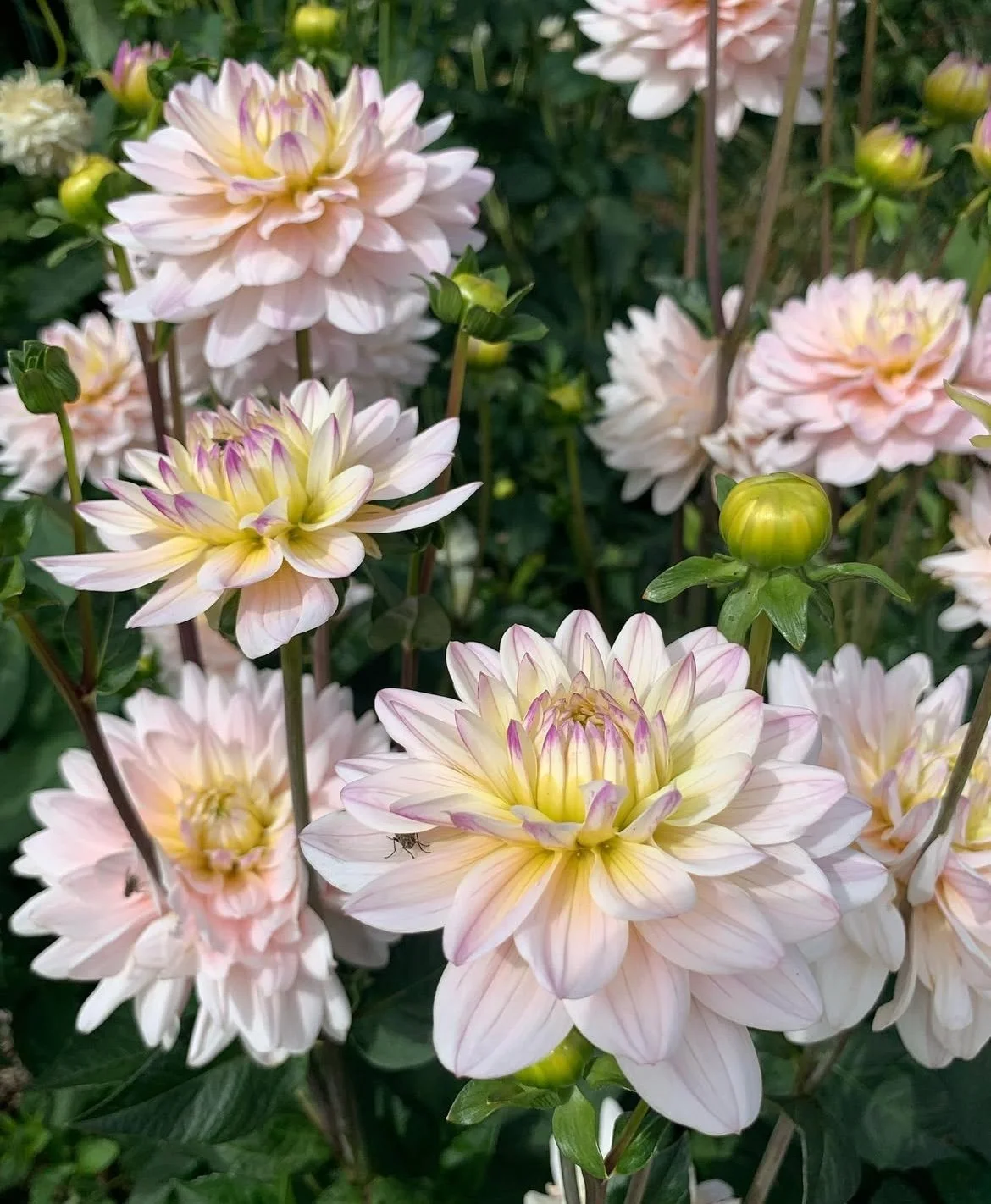 Dahlia Diana's Memory.  Gorgeous!