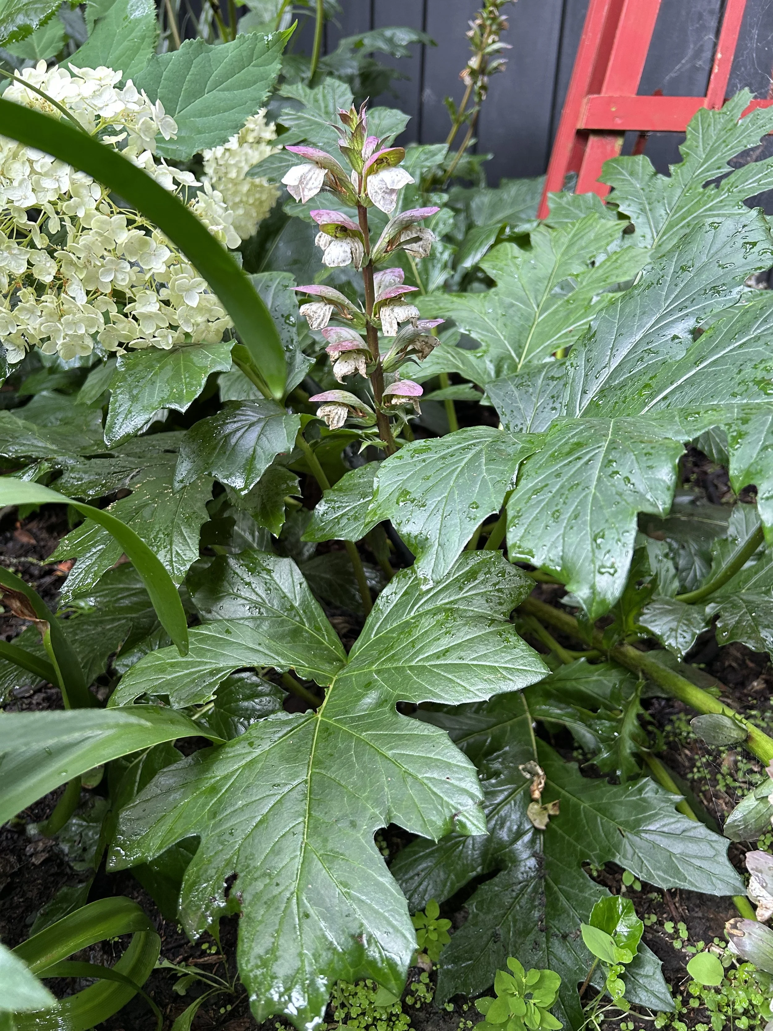 Acanthus Mollis - lovely for foliage texture, but can be a prolific spreader.  Be careful where you plant it.  