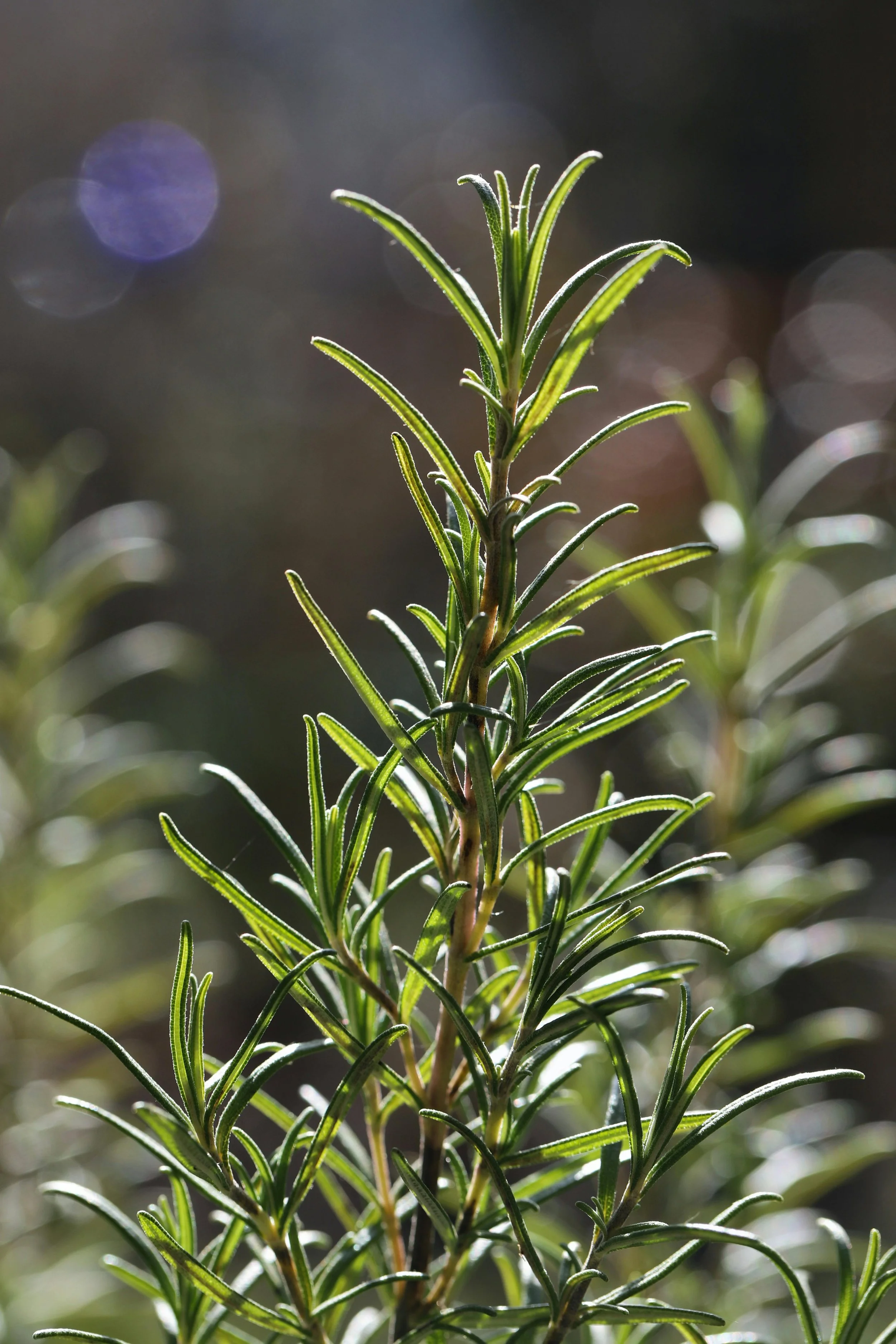 Rosemary’s strong pine-like aroma confuses and deters pests such as carrot fly, cabbage moth, and bean beetles. It thrives near beans, cabbage, and carrots, protecting them from insect attack. Its evergreen presence provides year-round cover for bene