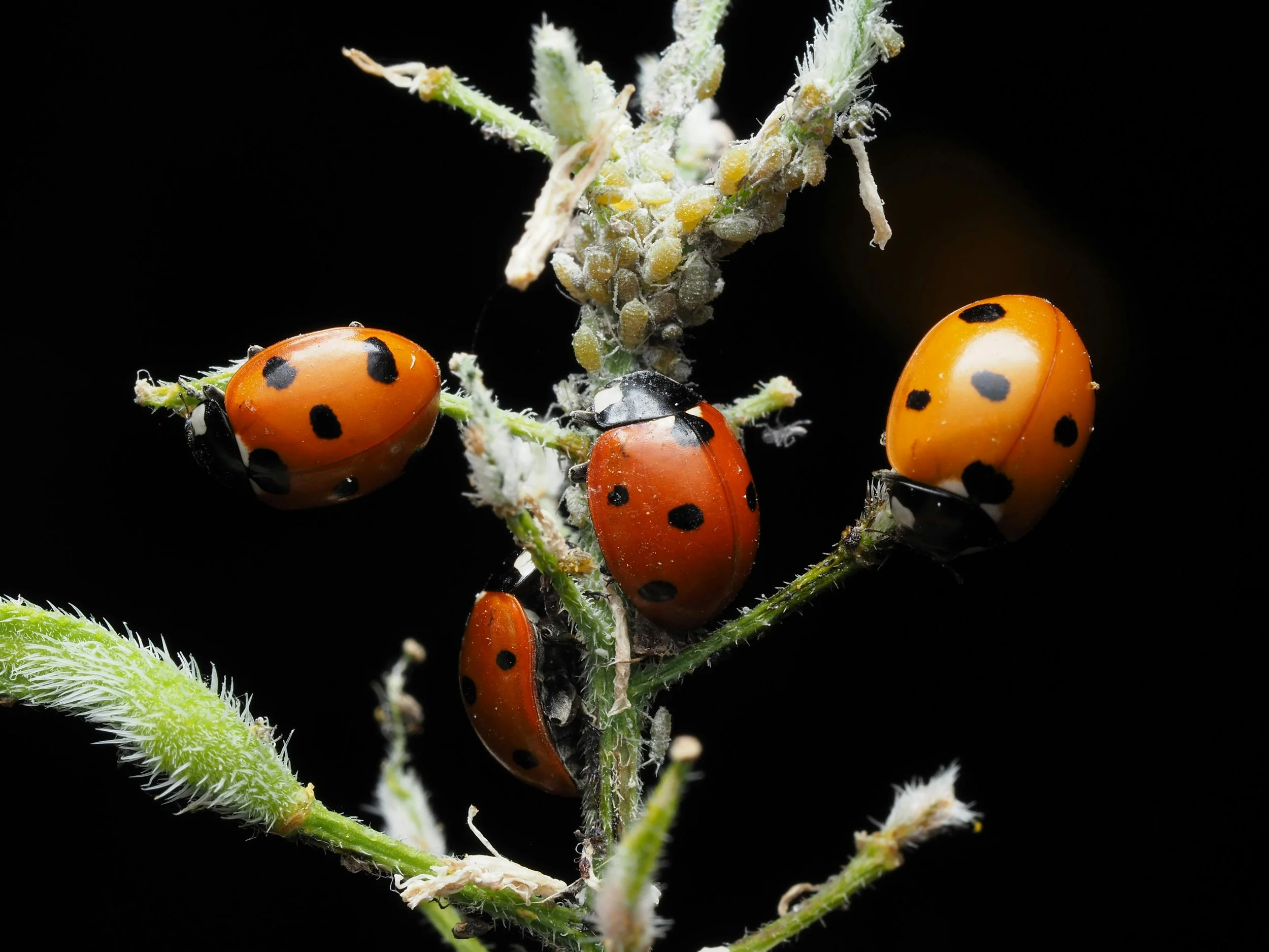 LADYBIRDS (LADYBUGS) - both adults and larvae devour aphids, scale, and other sap-suckers. A single ladybird can eat dozens of pests a day, making them one of the best natural pest controllers.