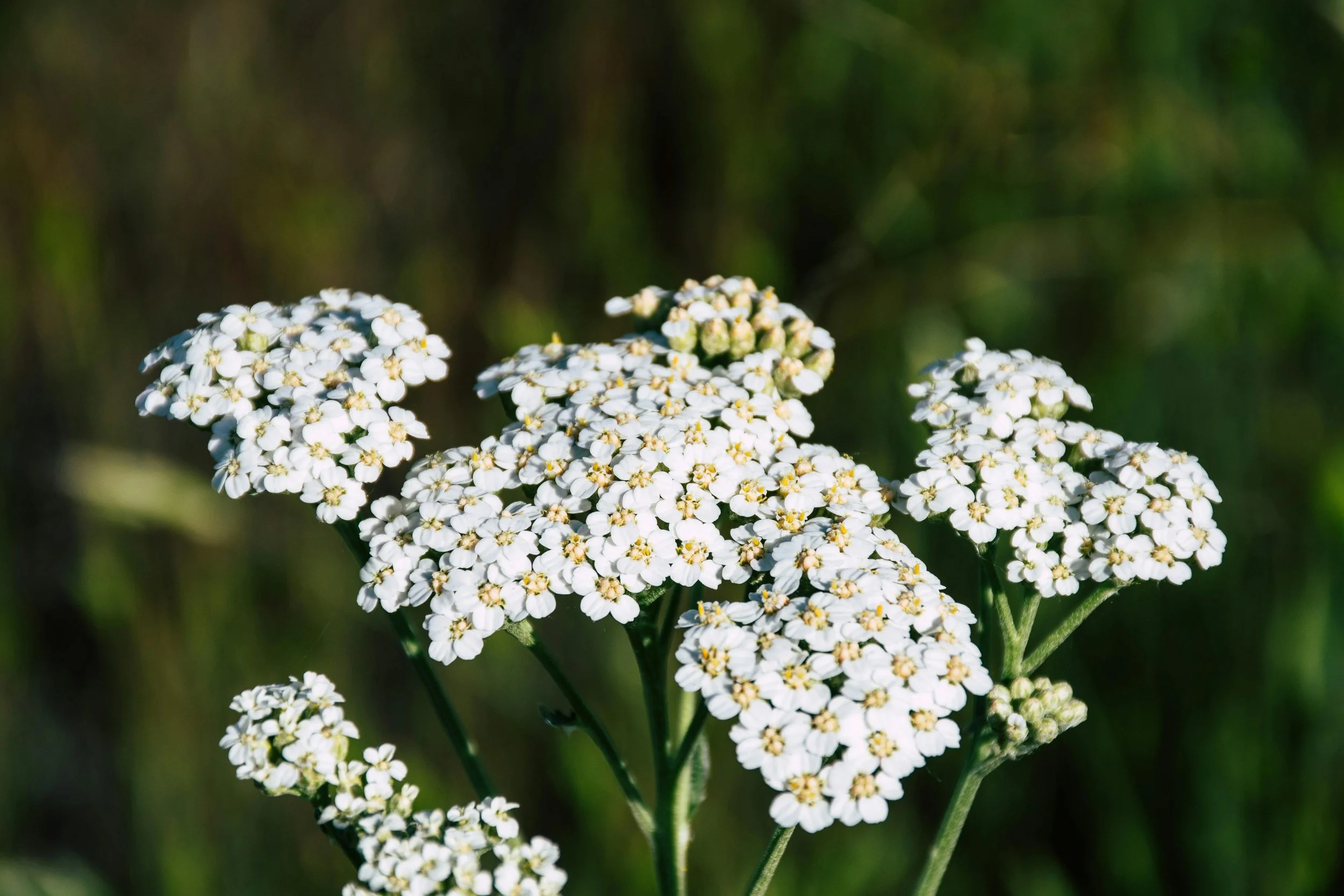 Yarrow attracts a wide range of beneficial insects including ladybirds, lacewings, and parasitic wasps that prey on aphids, mites, and beetles. It’s also a dynamic accumulator, pulling up minerals like potassium, calcium, and copper from deep in the 
