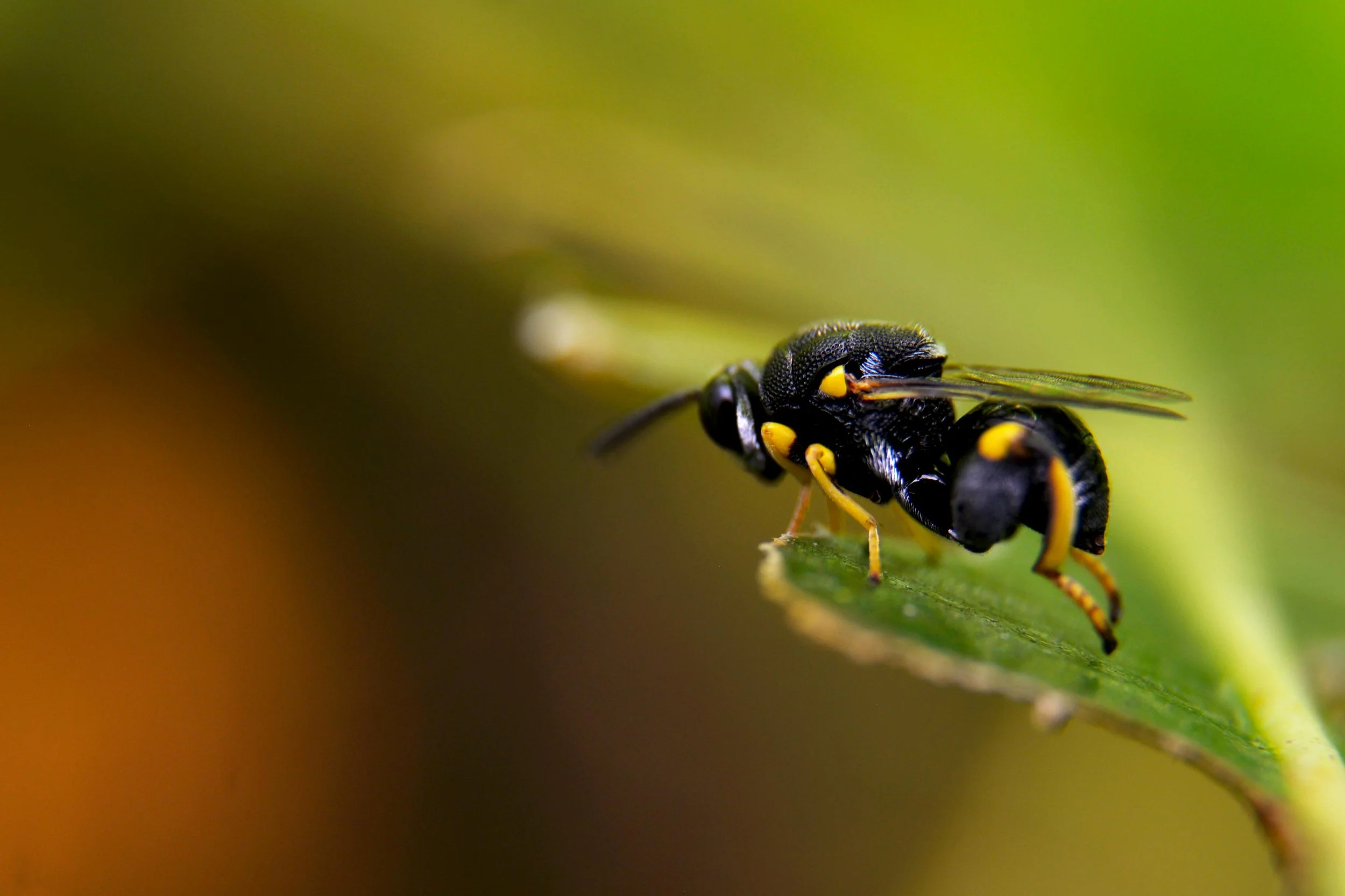 PARASITIC WASPS - Tiny wasps that lay eggs inside pests like caterpillars and aphids.  Gruesome for the pest, but brilliant for your garden balance.  