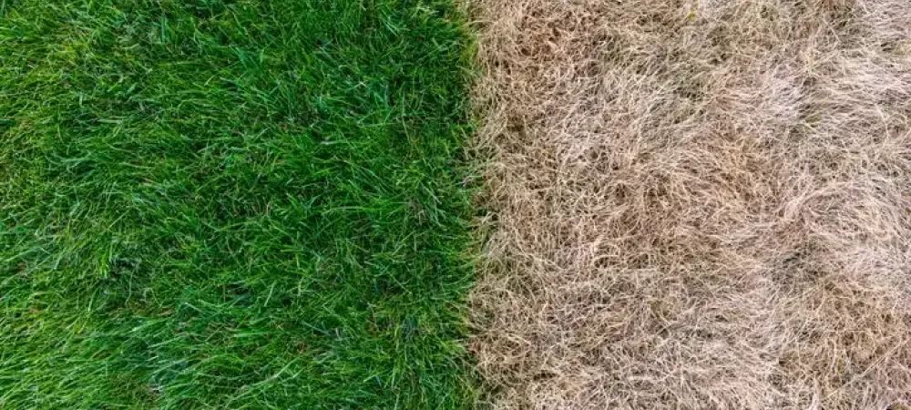 Close-up view of grass on left side, dry, brown grass on right side, showing a stark contrast between healthy and dead grass. Irrigation