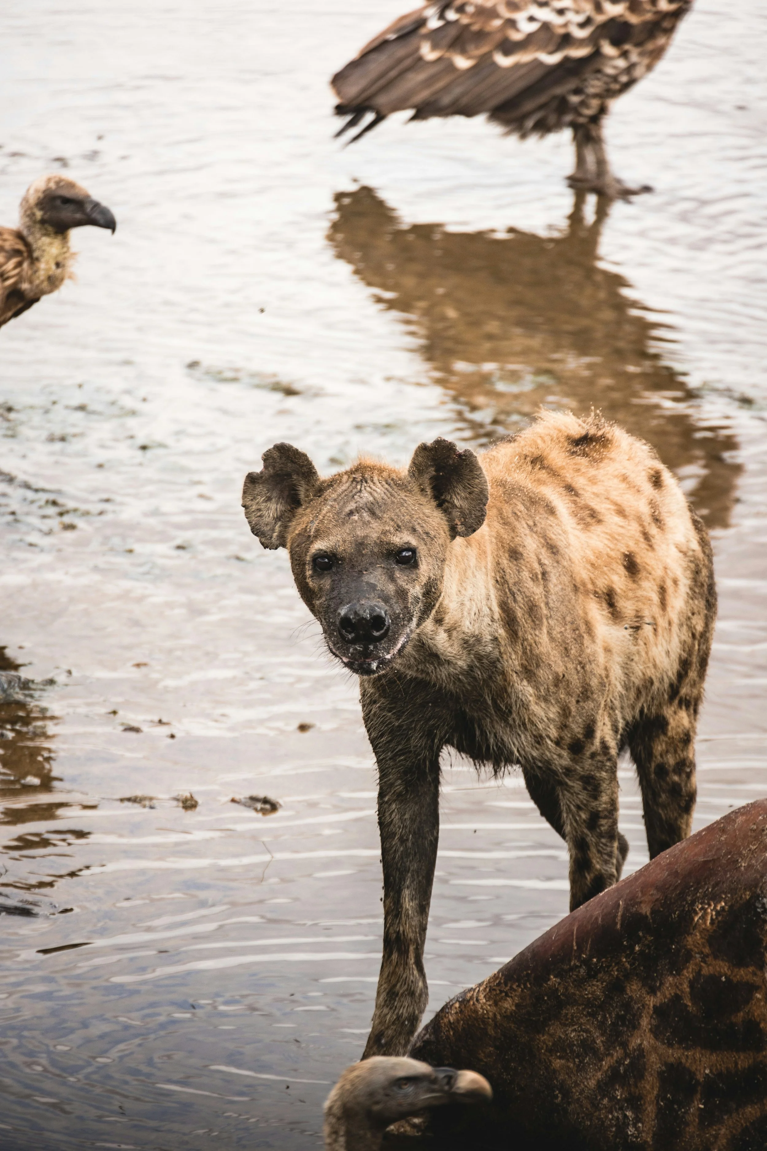 A spotted hyena puppy standing in shallow water with other hyenas around, and a large rock nearby.