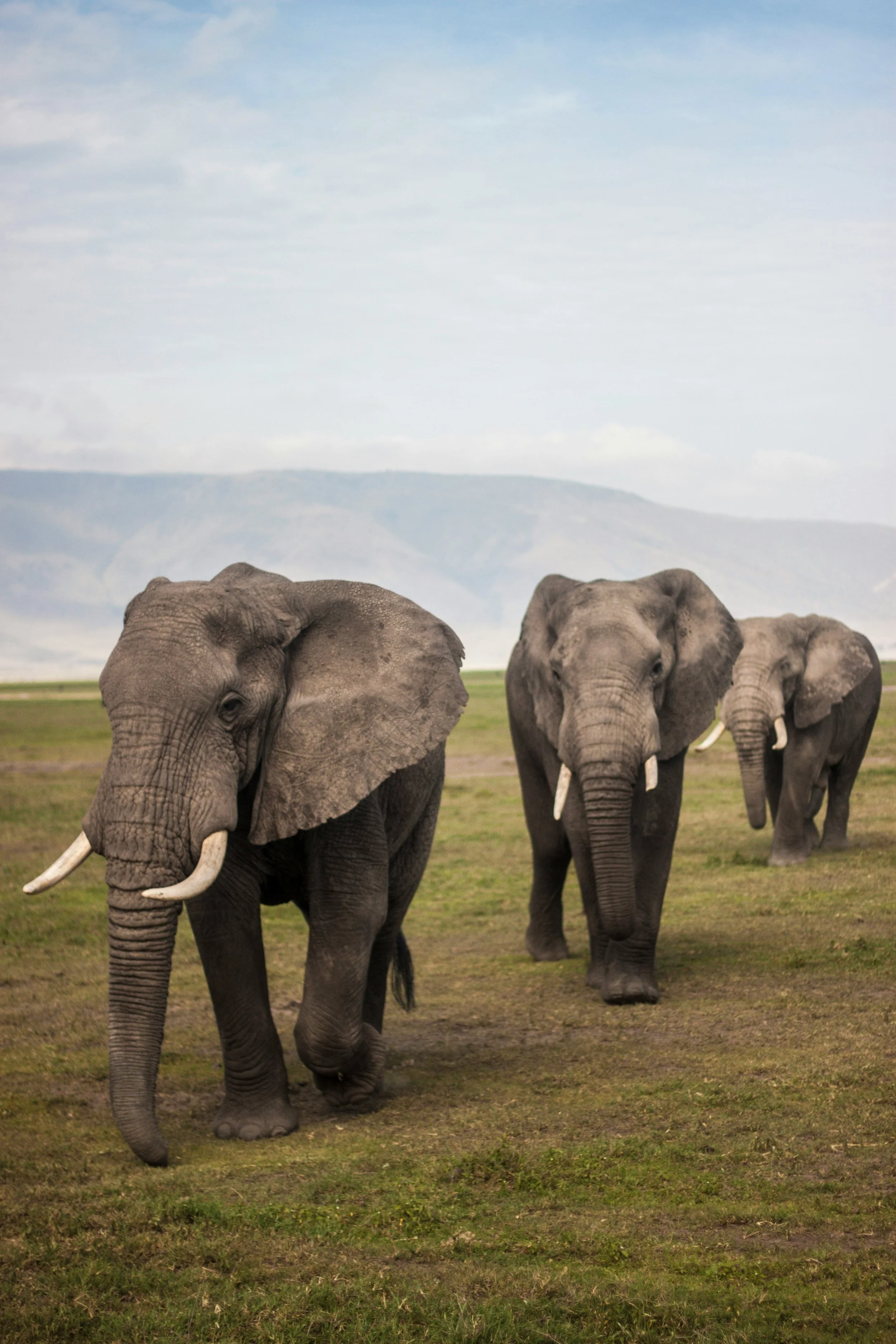 Three elephants walking on grassland with mountains in background.