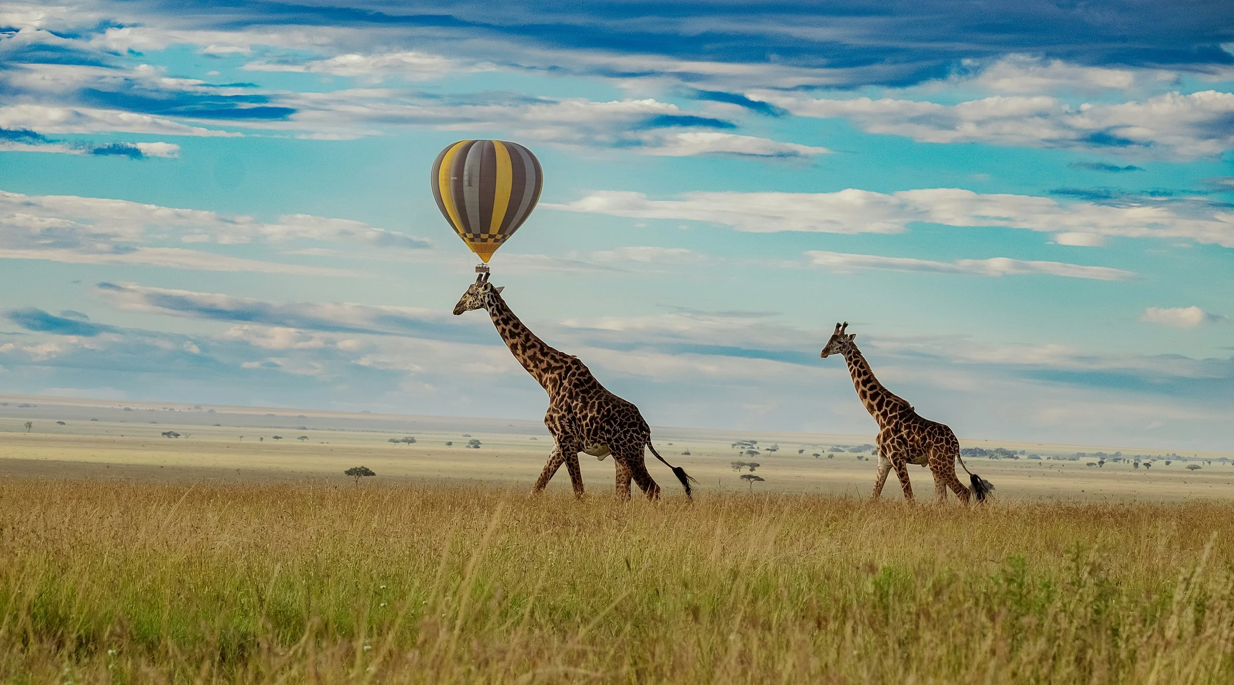 Giraffes walking across an open savannah with a hot air balloon in the sky.