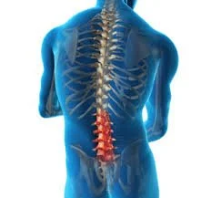 An illustration of a human back highlighting the spine in red, showing the skeletal and muscular structure.