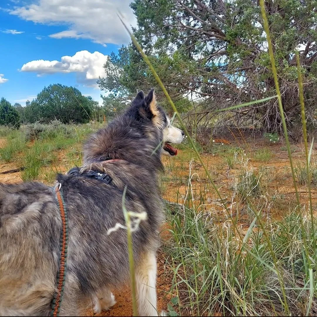 Screenshot_20260912_162942_Instagram.jpg