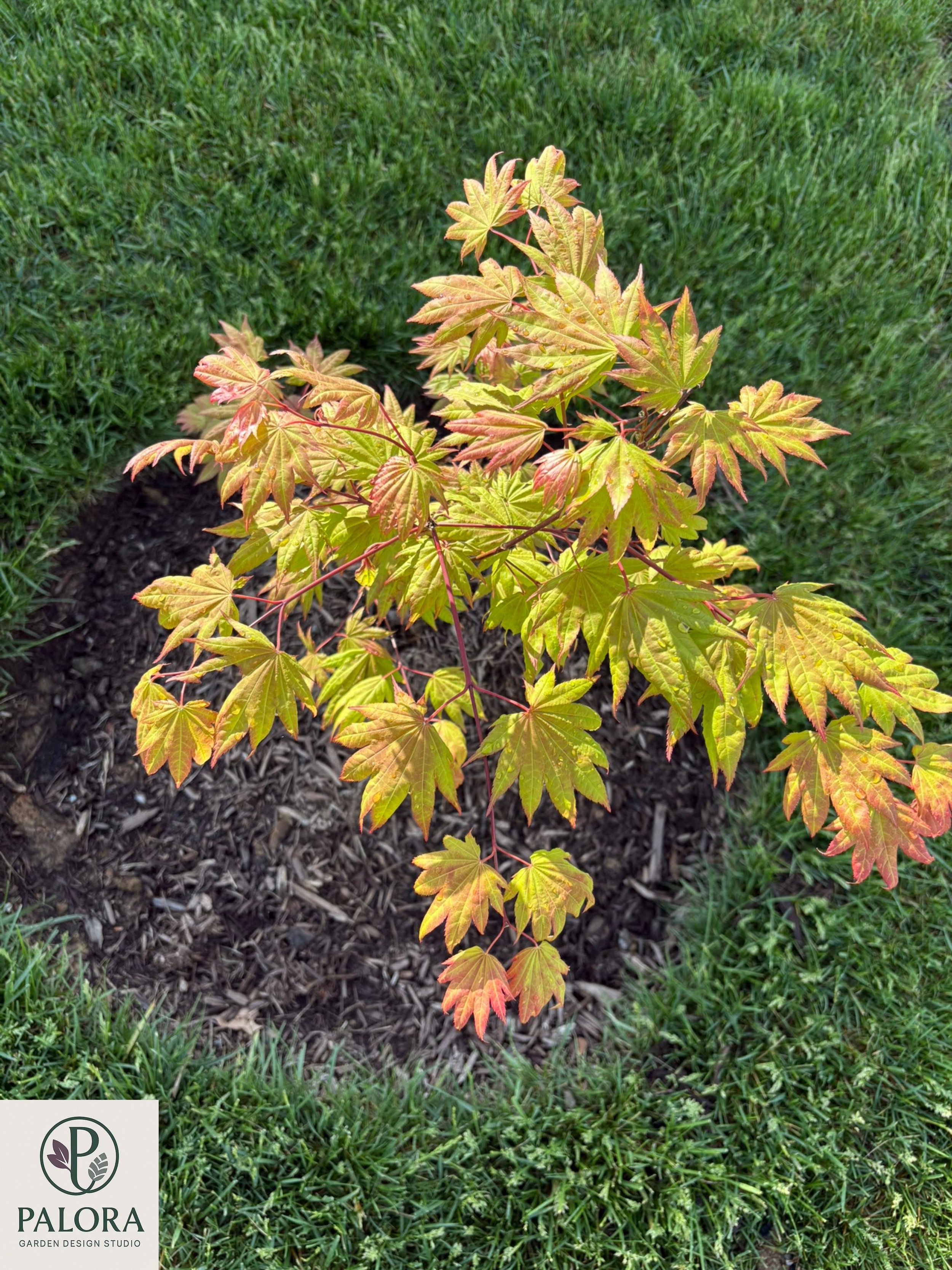 Acer shirasawanum 'Moonrise'