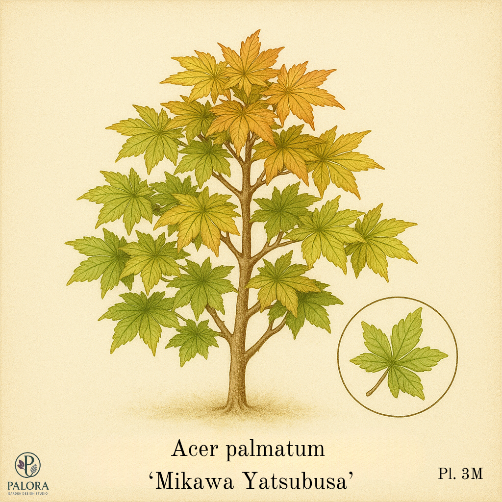 Mikawa Yatsubusa: The Sculptural Maple