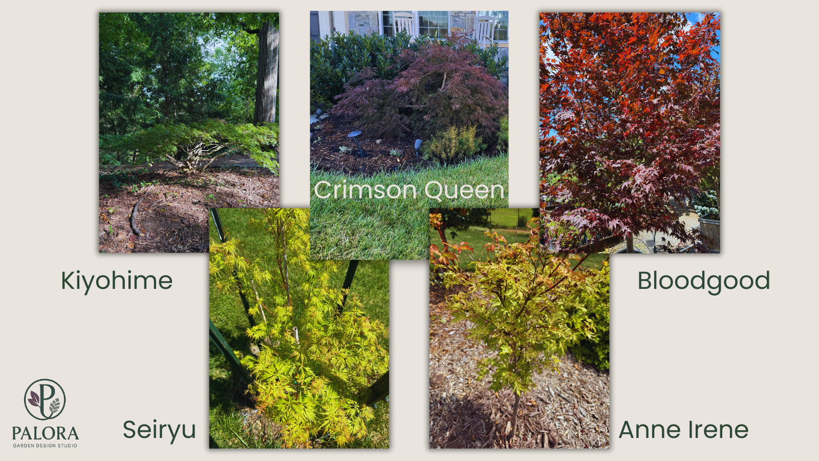 Best Japanese Maples for Zone 7 Gardens