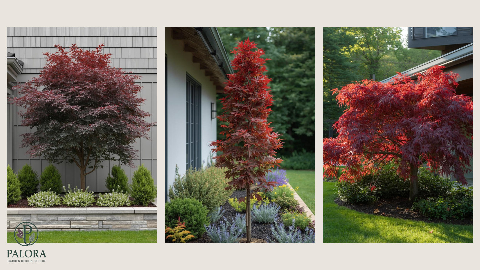 Japanese Maple Design in Zones 5–9: How to Choose, Place, and Layer for Four-Season Structure