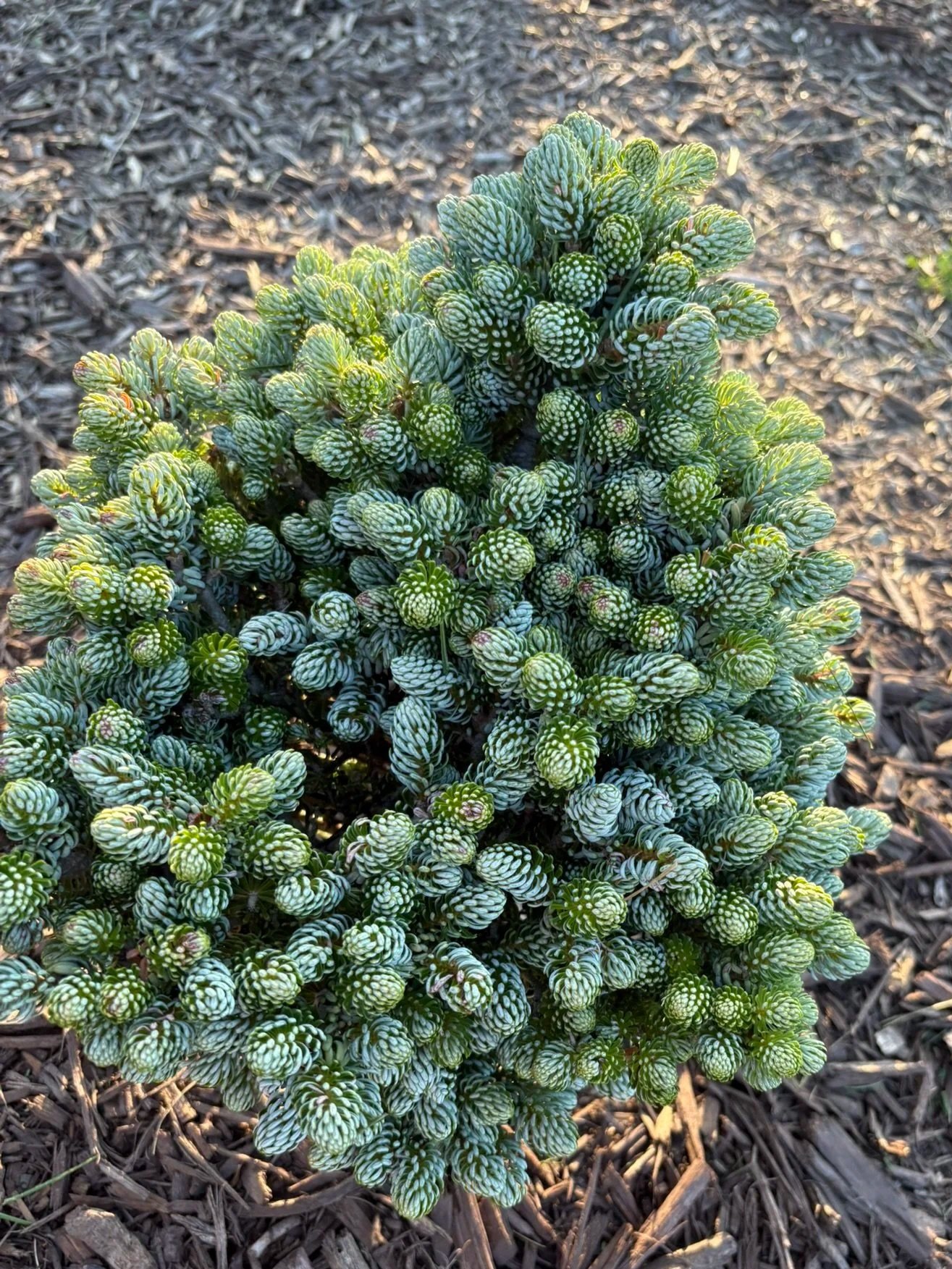 Abies Koreana 'Ice Breaker'
