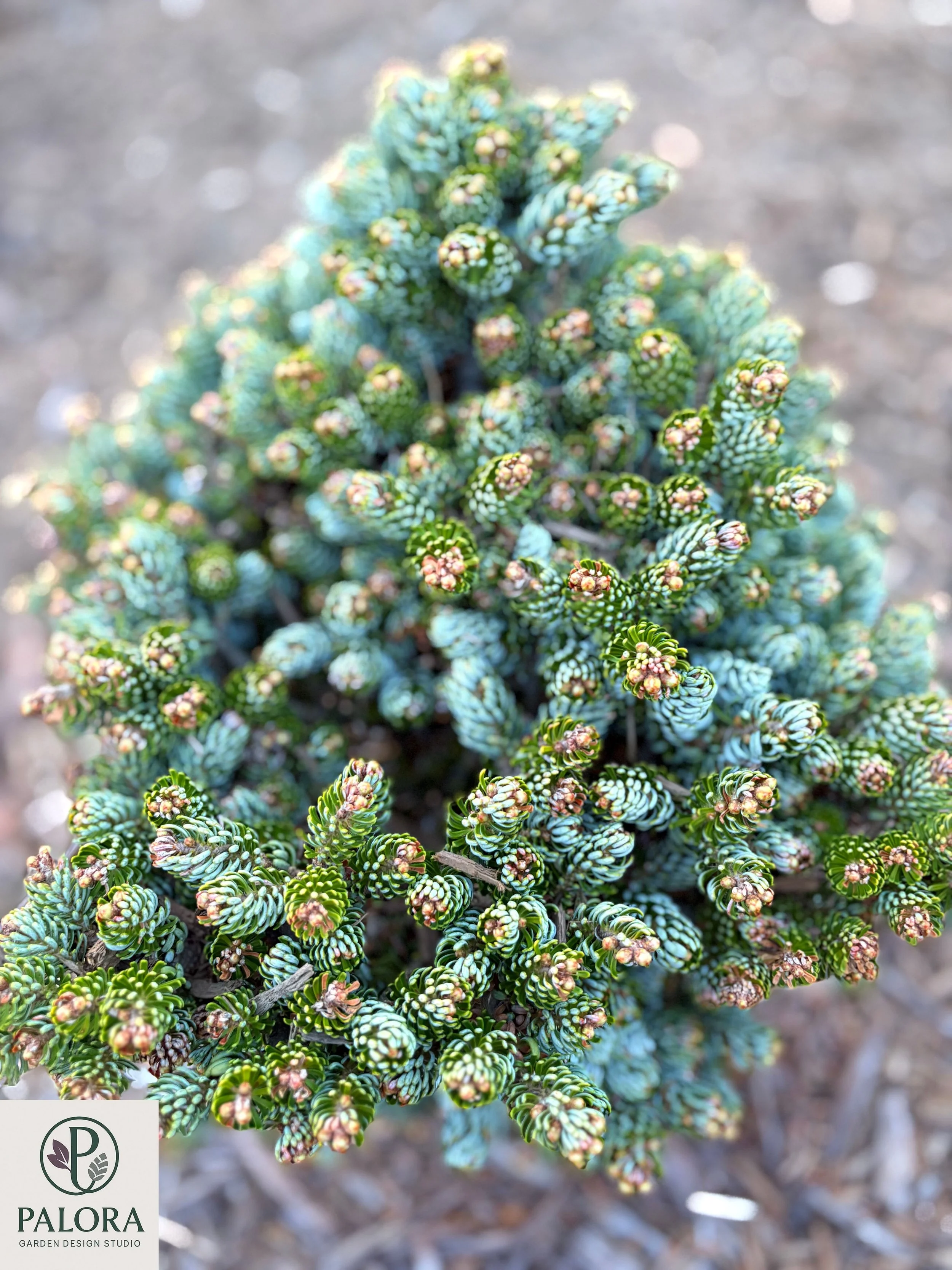 Abies koreana 'Ice Breaker'