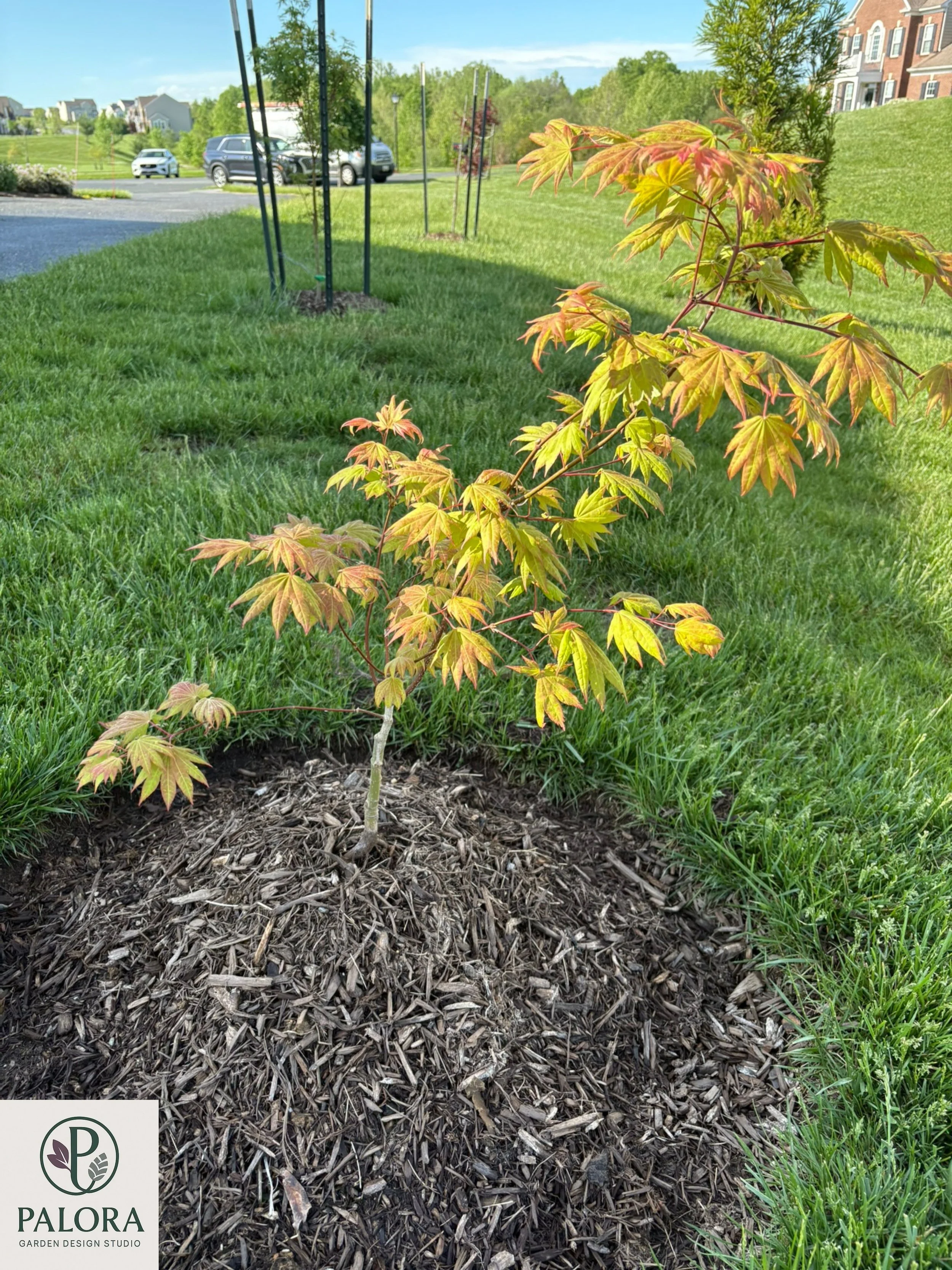 2_acer-shirisawanum-moonrise.jpg