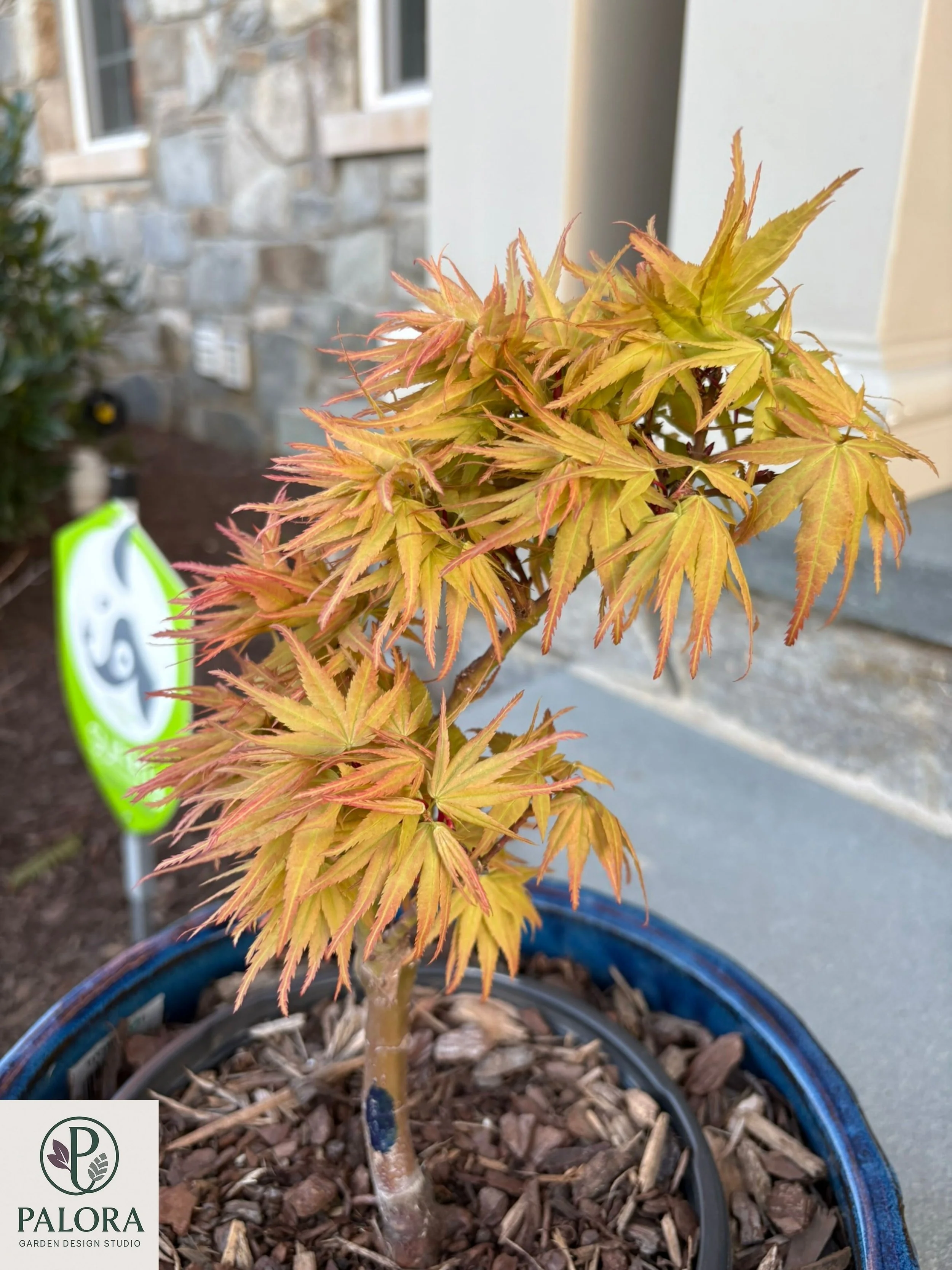Acer palmatum 'Mystic Mikawa'