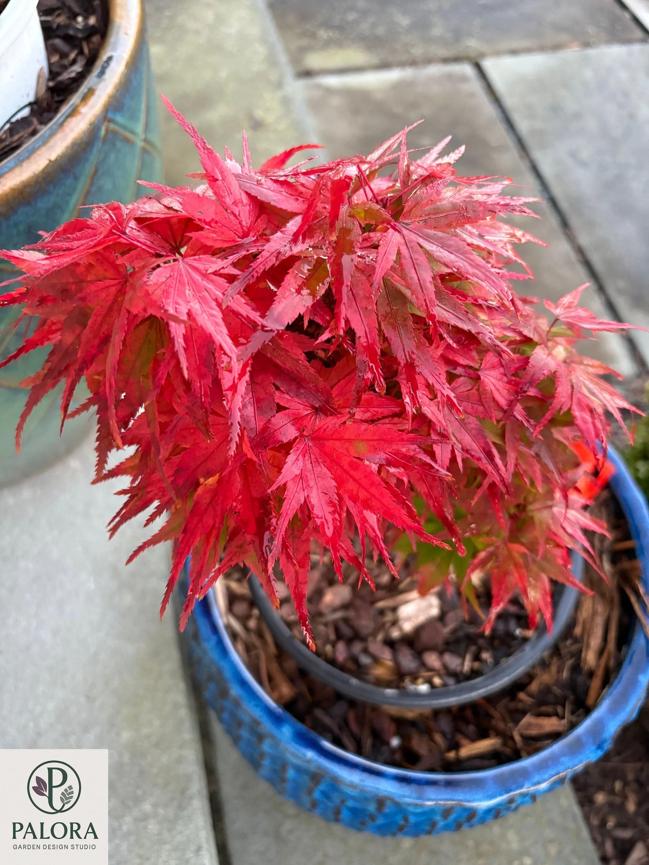 1_acer-palmatum-mystic-mikawa.jpg
