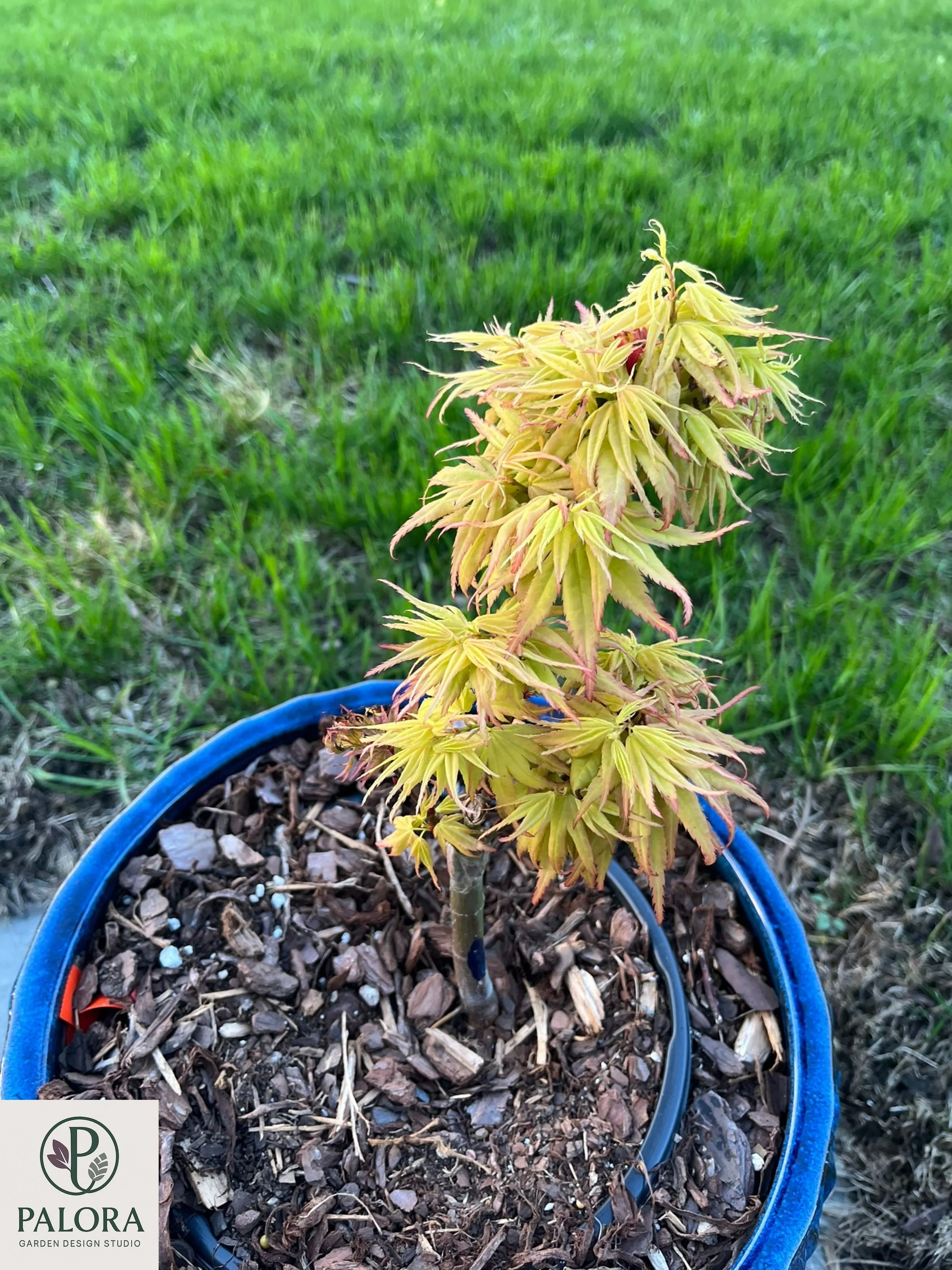2_acer-palmatum-mystic-mikawa.jpg