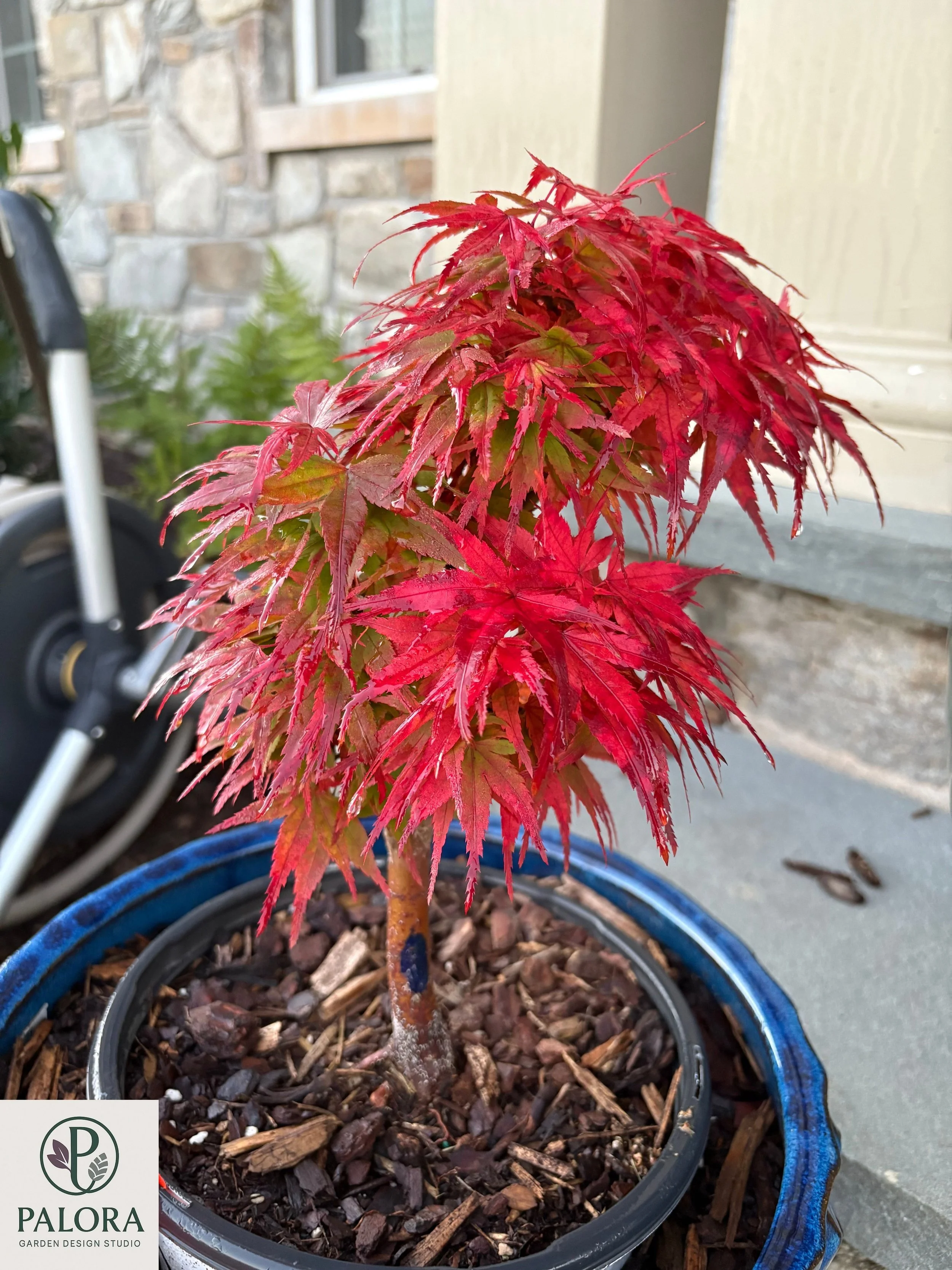 3_acer-palmatum-mystic-mikawa.jpg