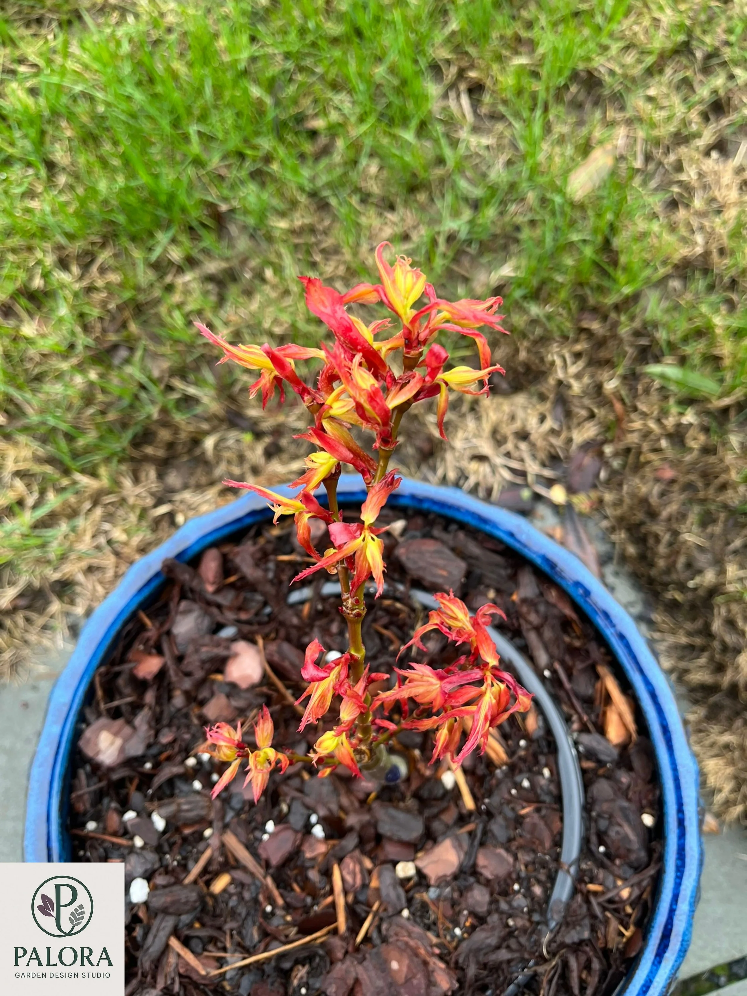 5_acer-palmatum-mystic-mikawa.jpg