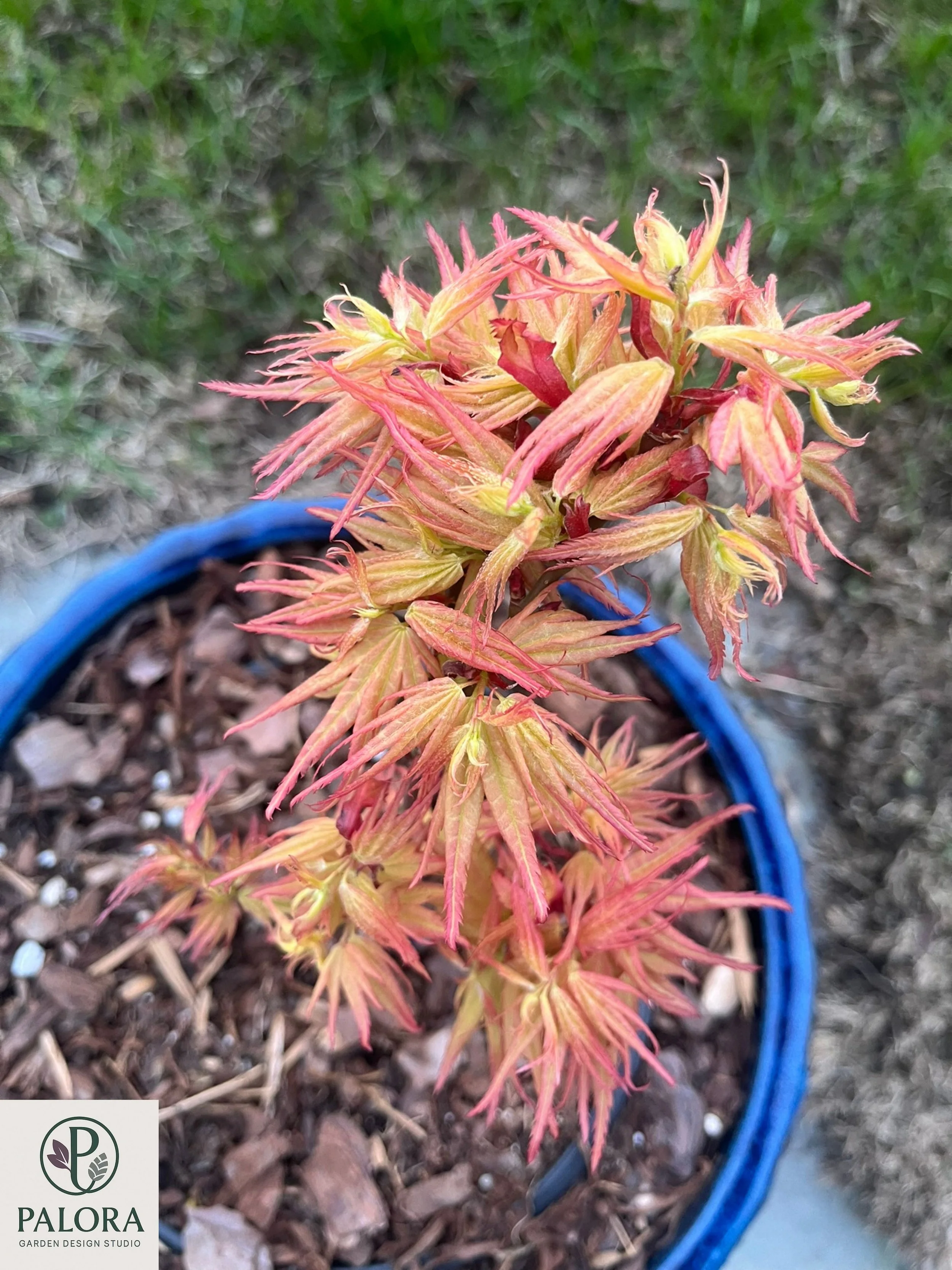 6_acer-palmatum-mystic-mikawa.jpg