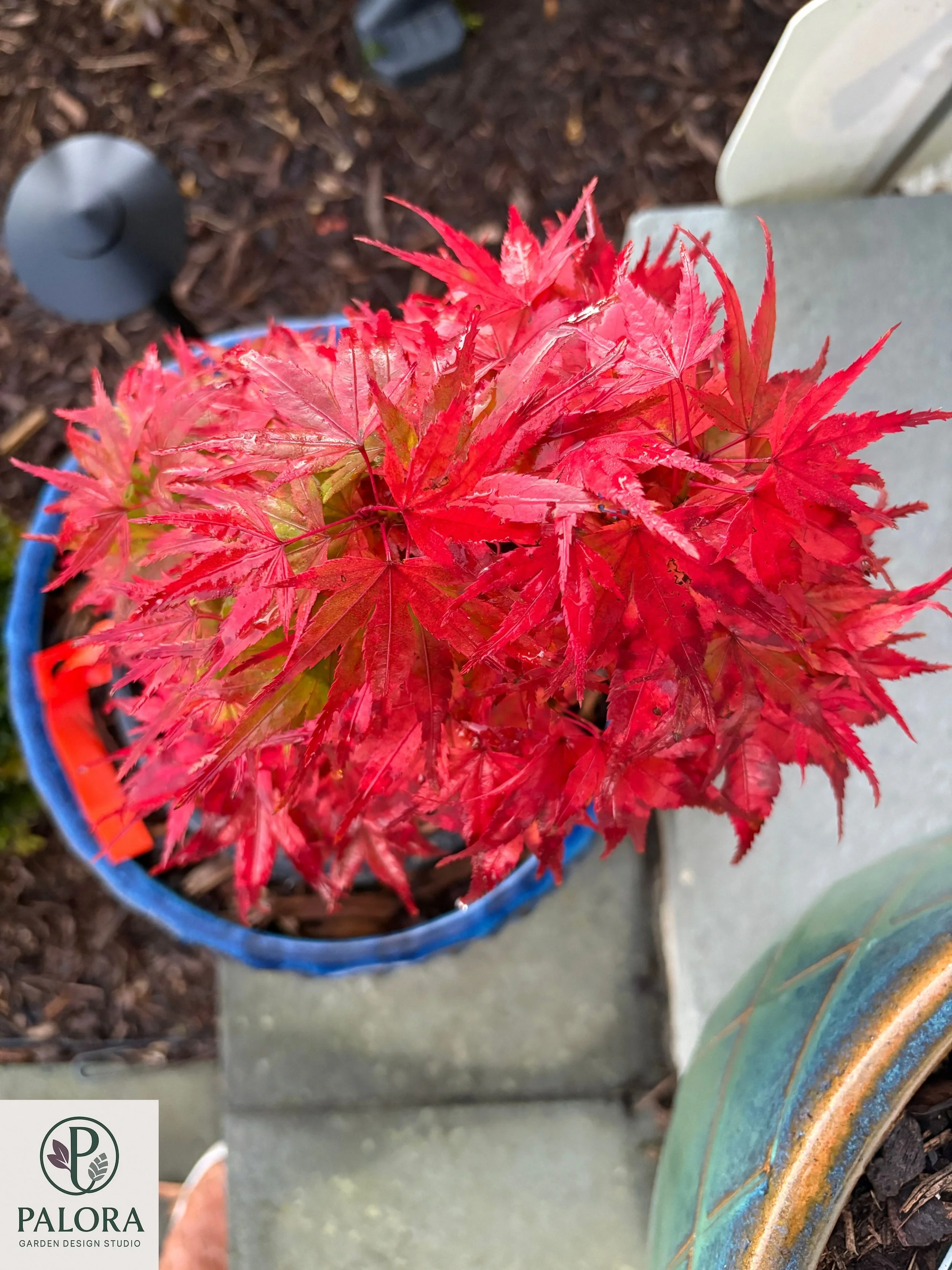7_acer-palmatum-mystic-mikawa.jpg