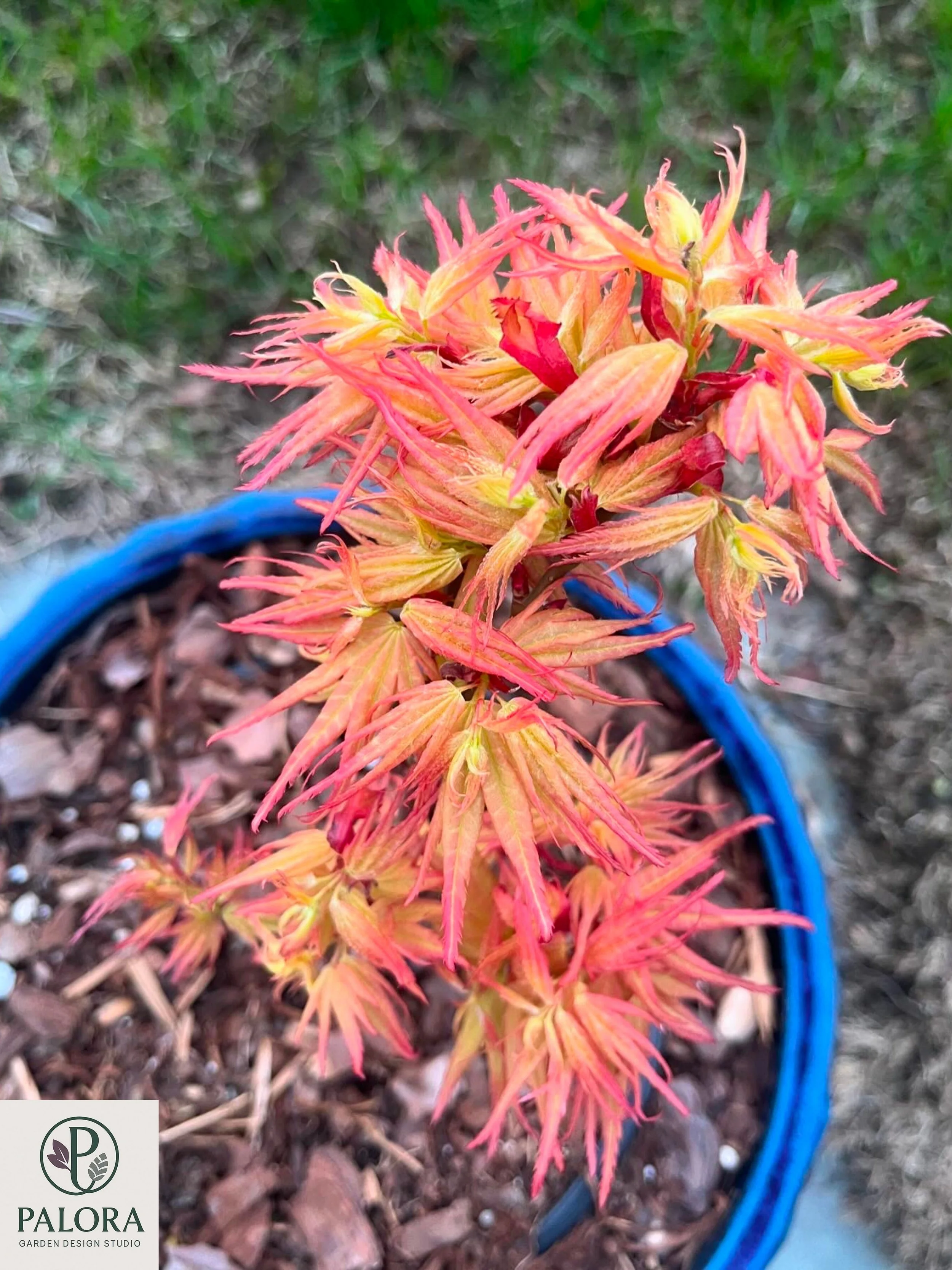 8_acer-palmatum-mystic-mikawa.jpg
