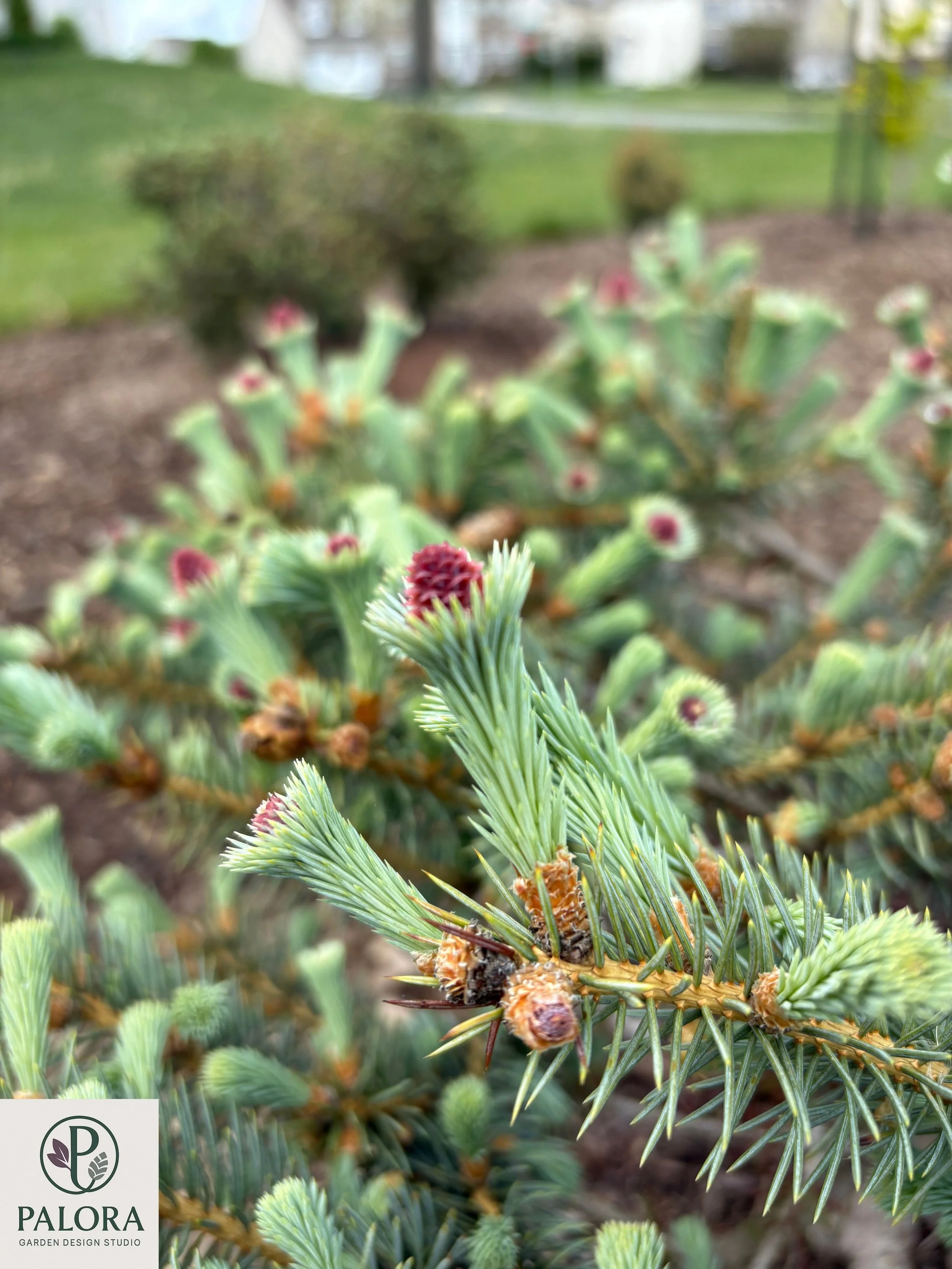 Picea pungens 'Ruby Teardrops' (1).jpg