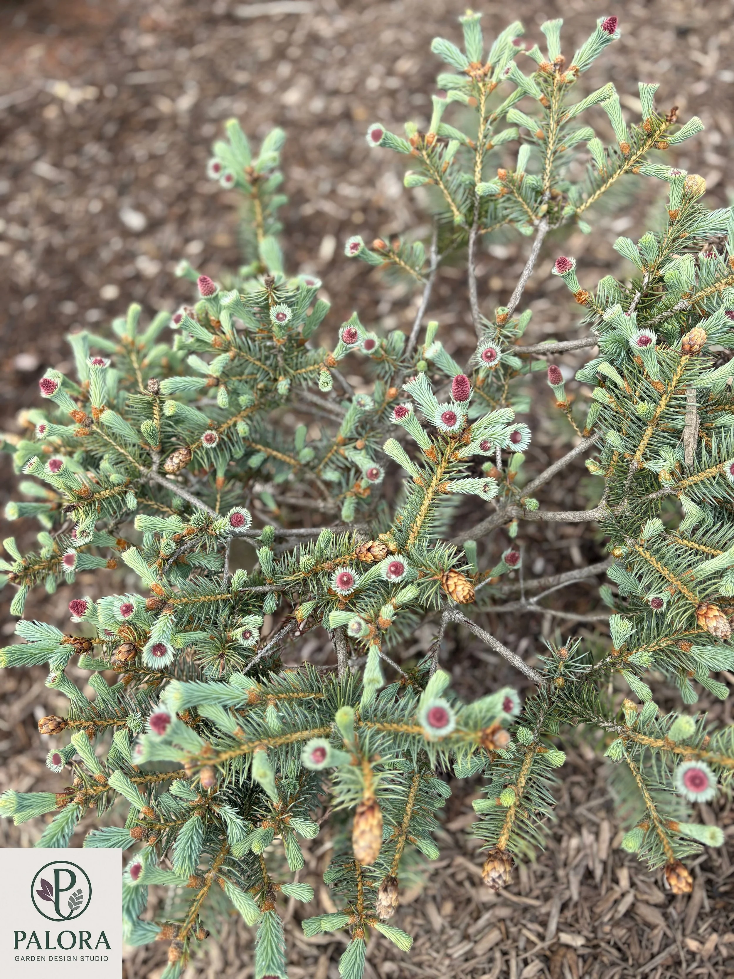 Picea pungens 'Ruby Teardrops' (6).jpg