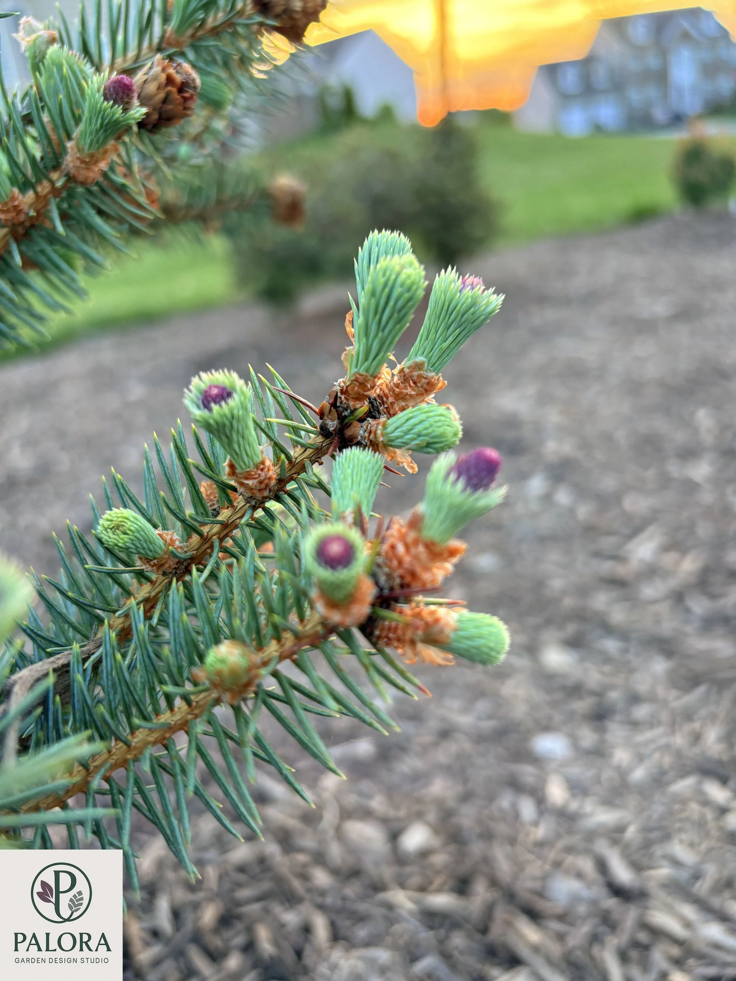 Picea pungens 'Ruby Teardrops' (9).jpg