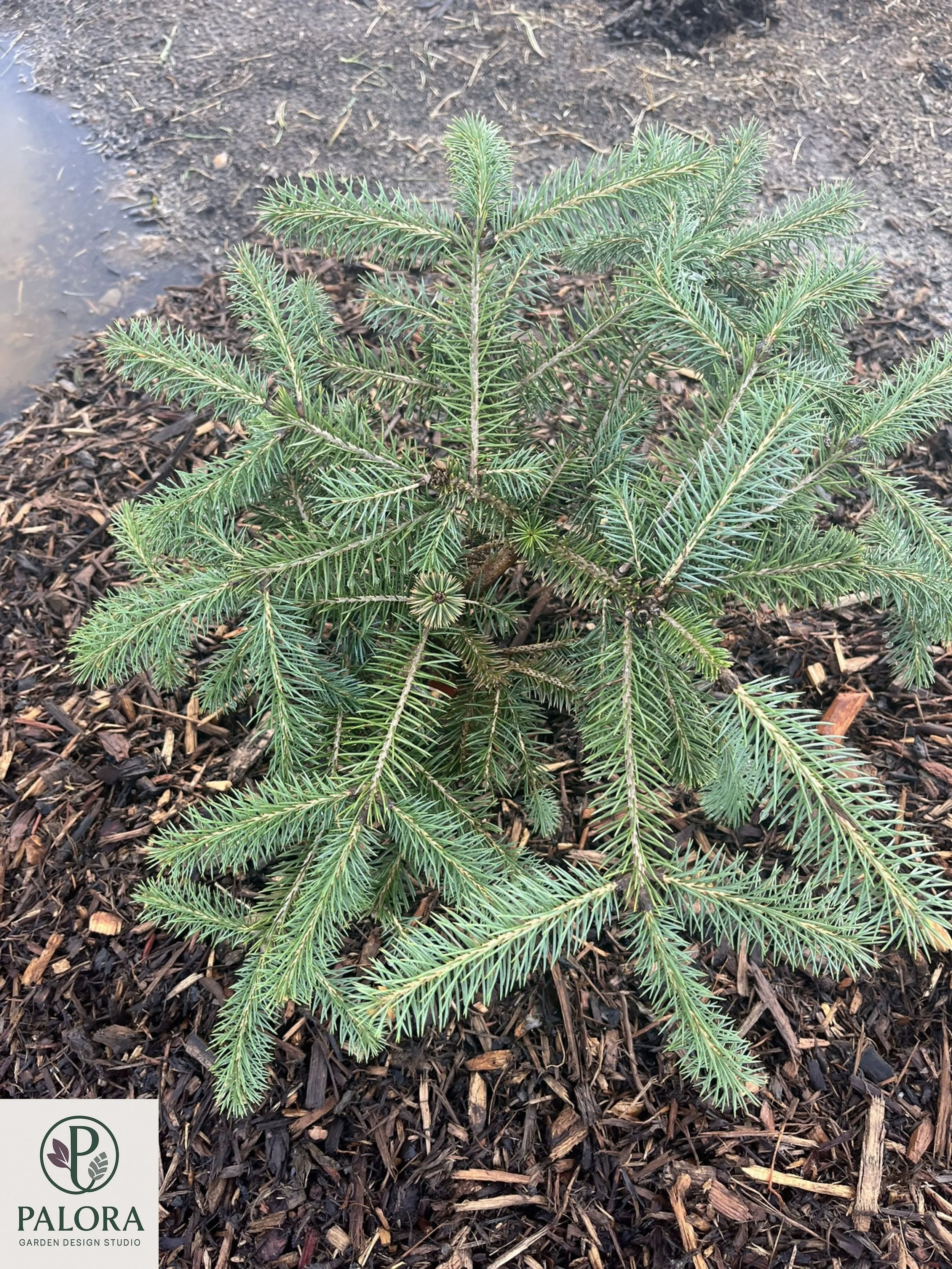 Picea pungens 'Ruby Teardrops' (7).jpg