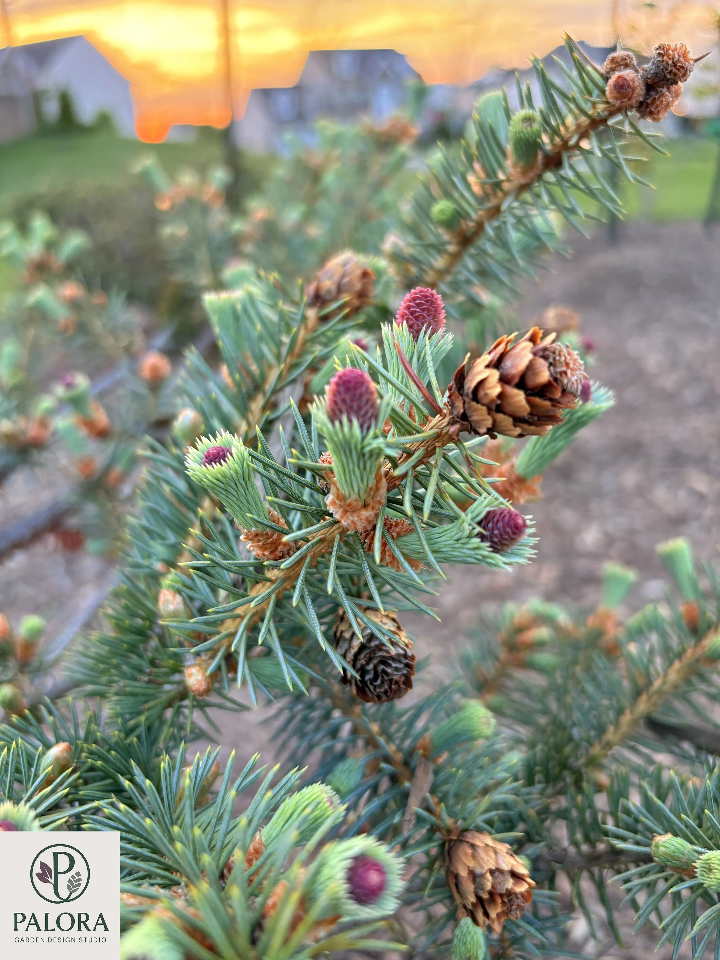 Picea pungens 'Ruby Teardrops' (10).jpg