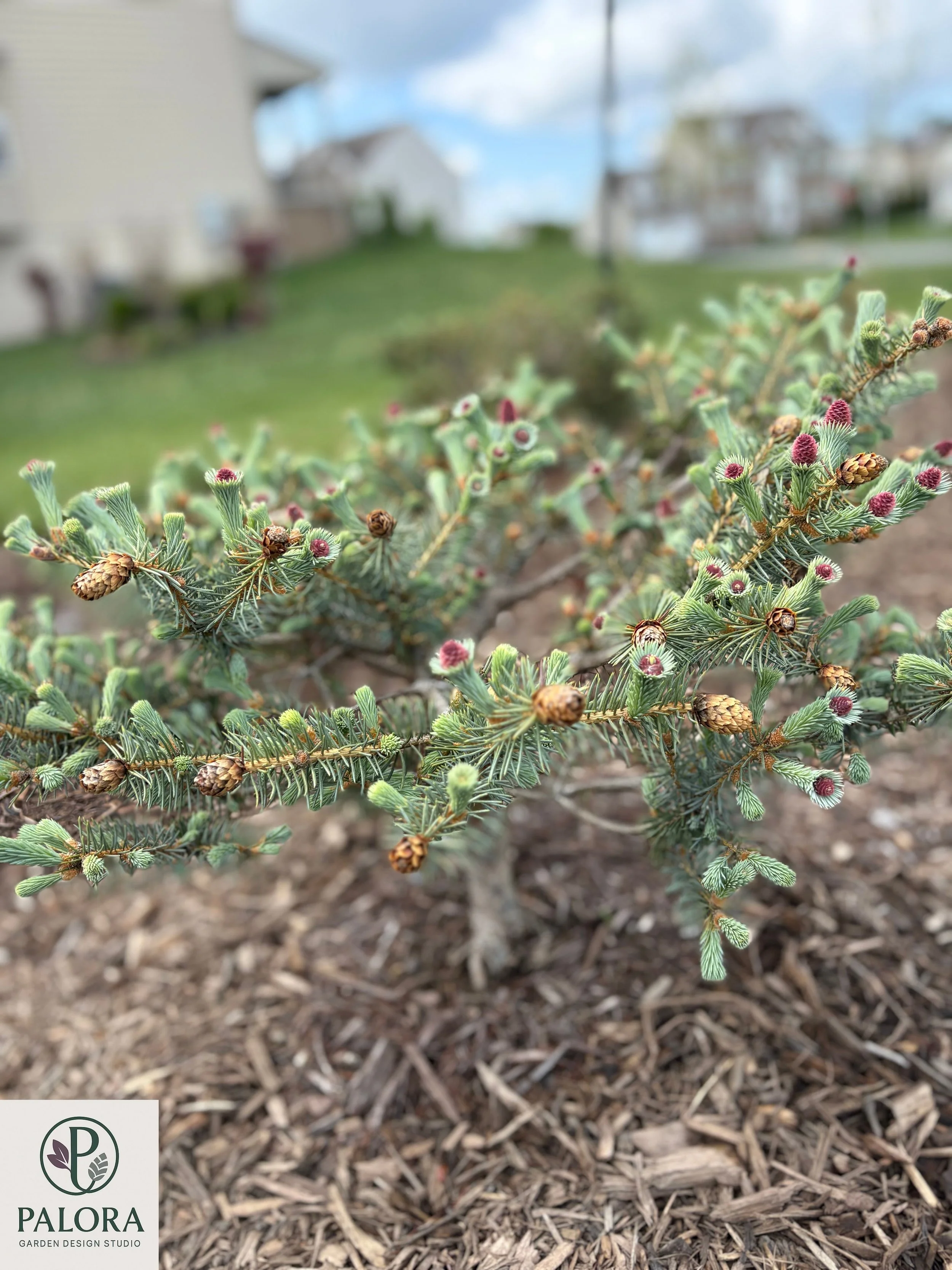Picea pungens 'Ruby Teardrops' (12).jpg