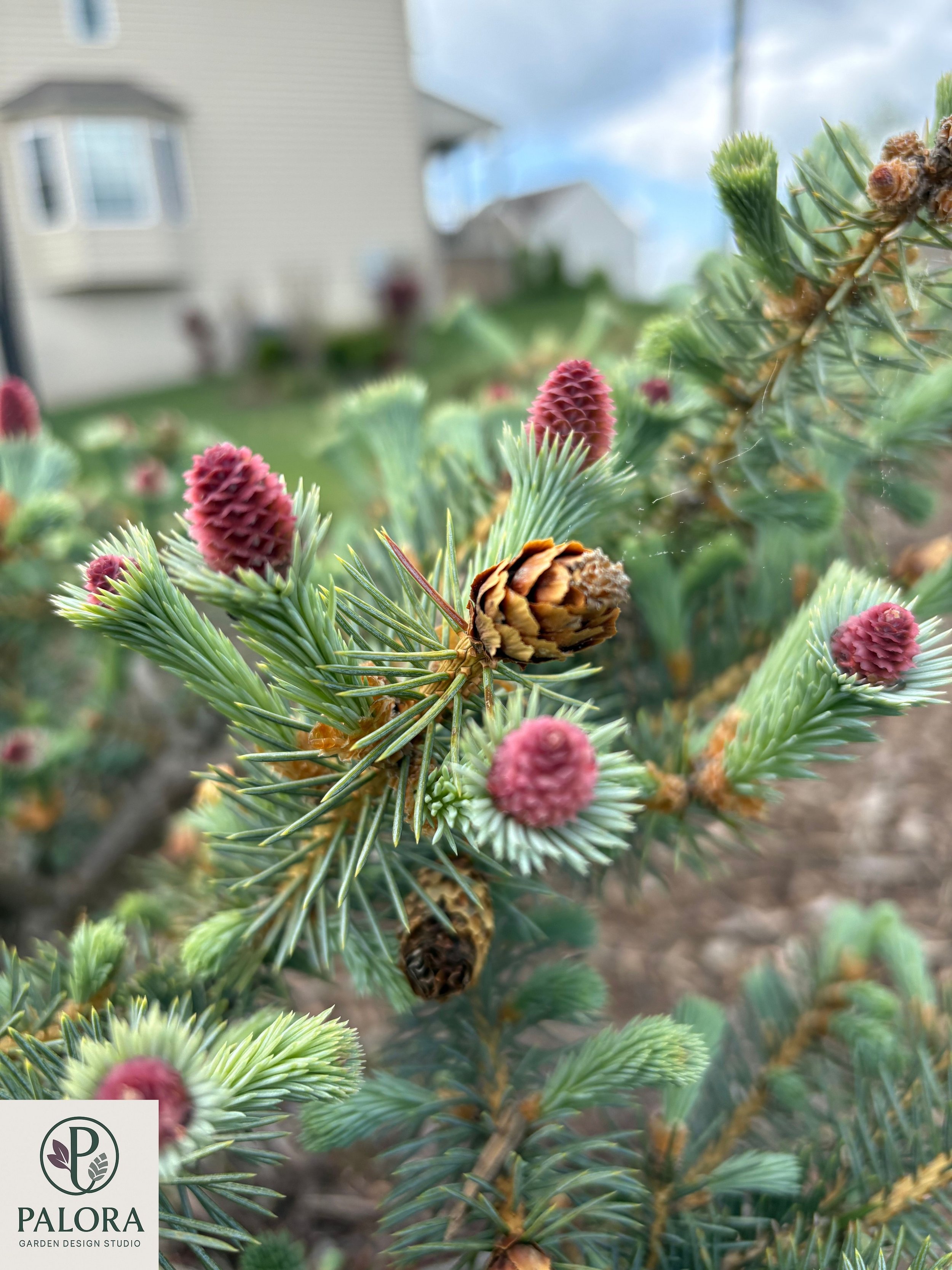 Picea pungens ‘Ruby Teardrops’