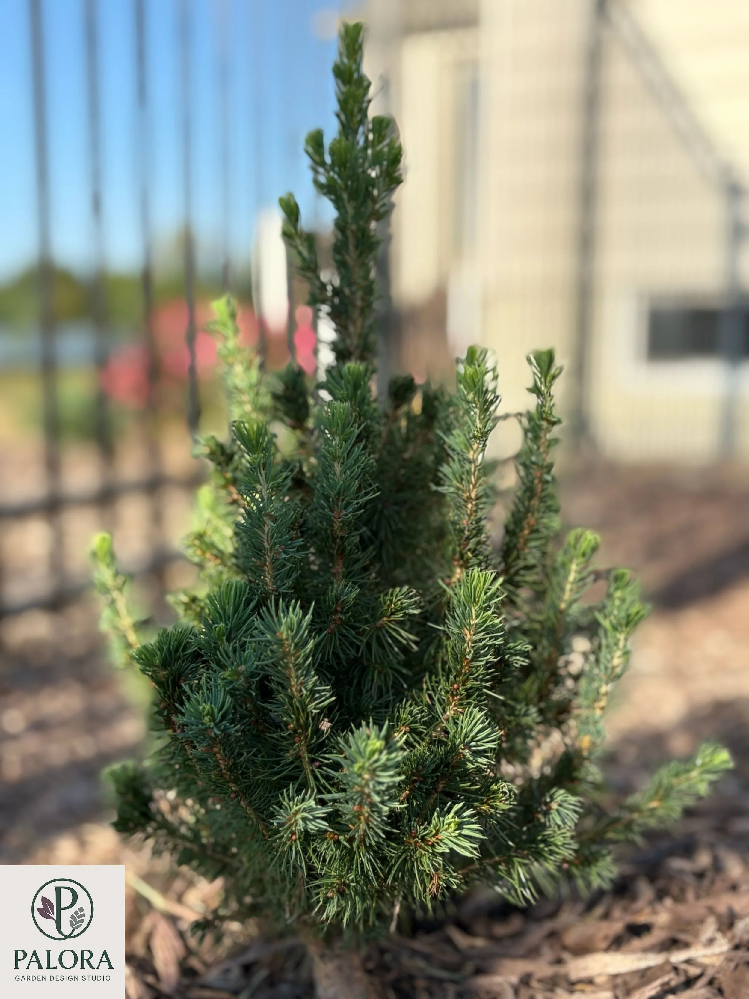2_Picea glauca 'Daisy's White'.jpg