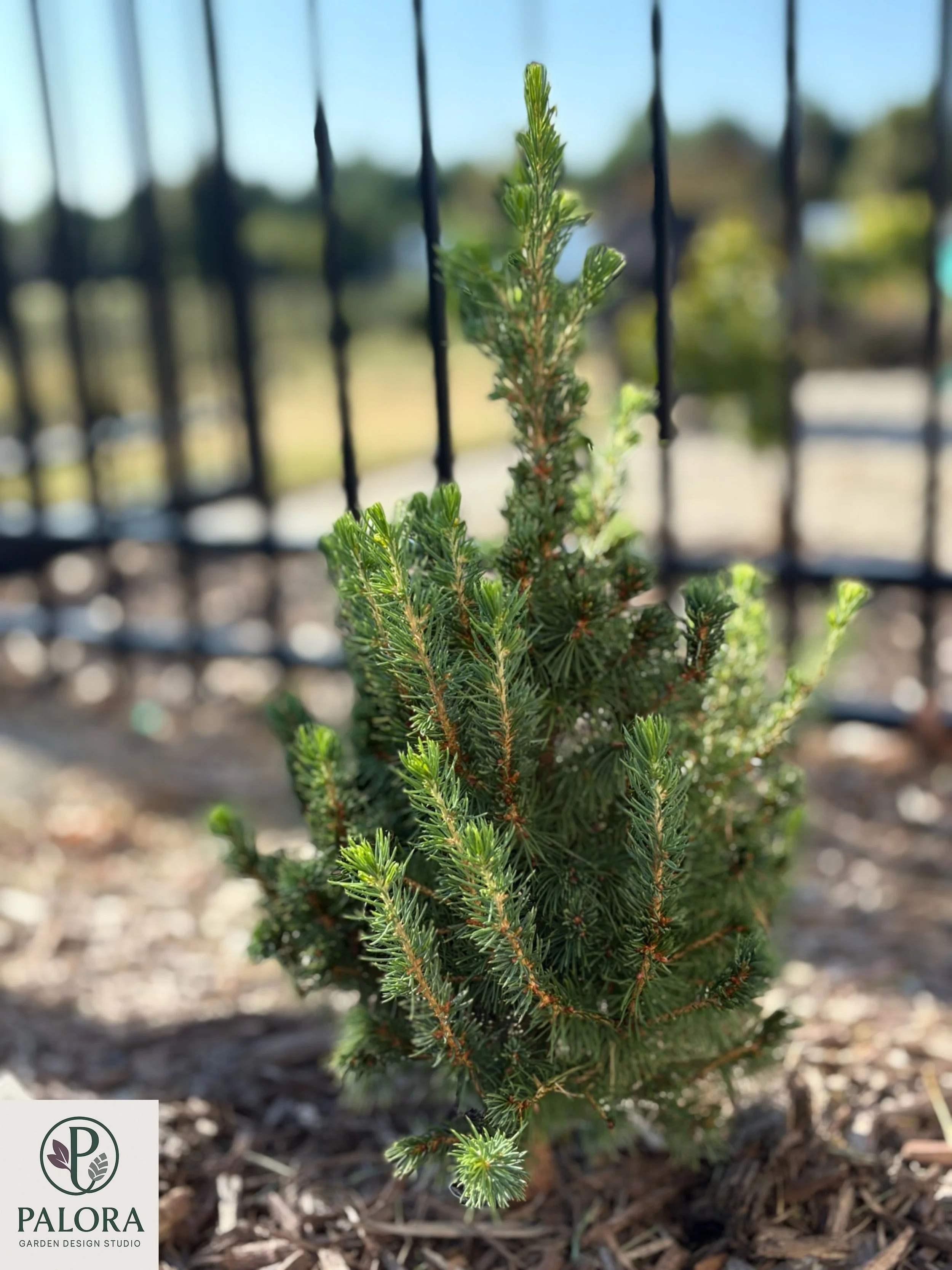 4_Picea glauca 'Daisy's White'.jpg