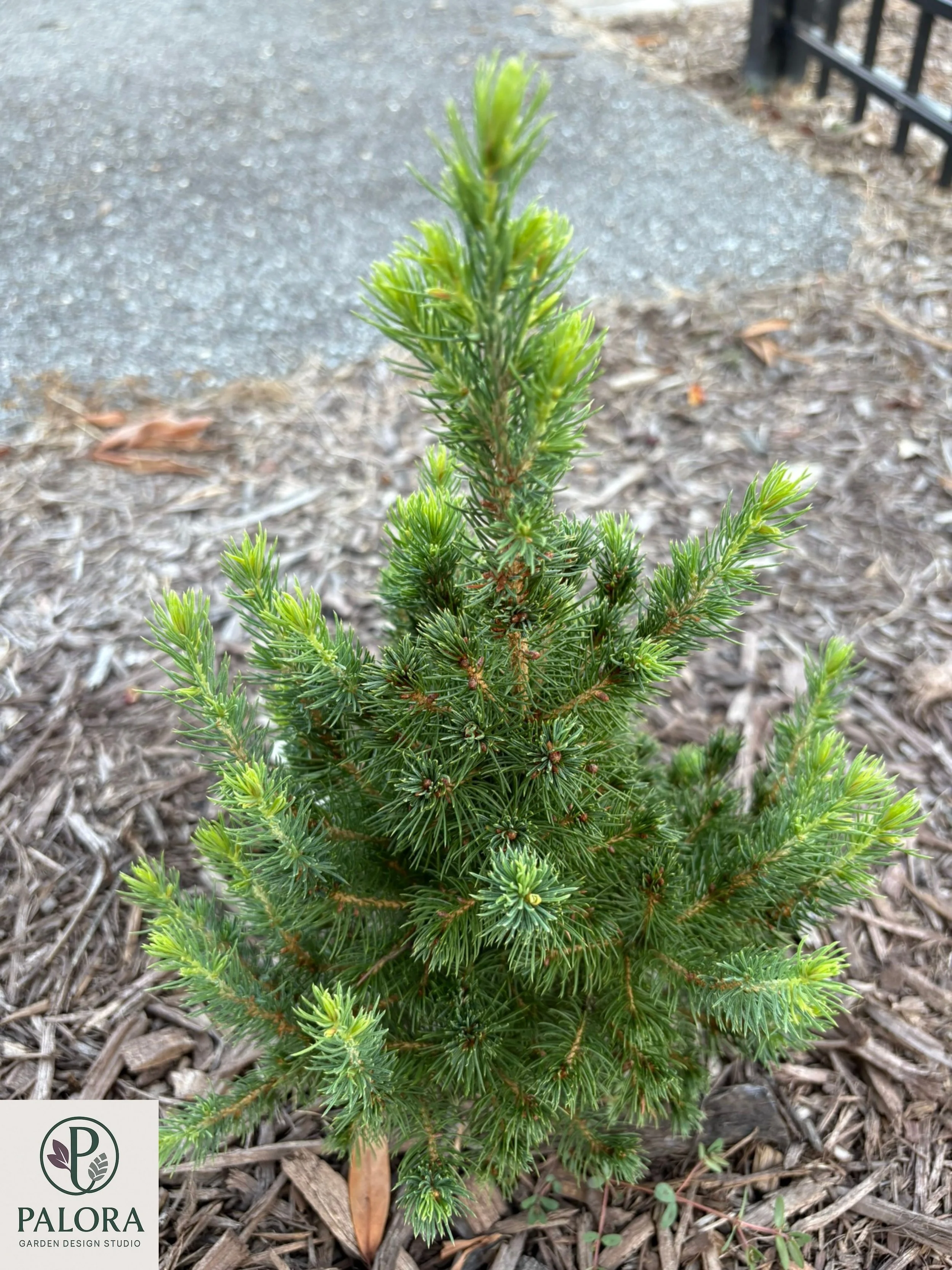 3_Picea glauca 'Daisy's White'.jpg