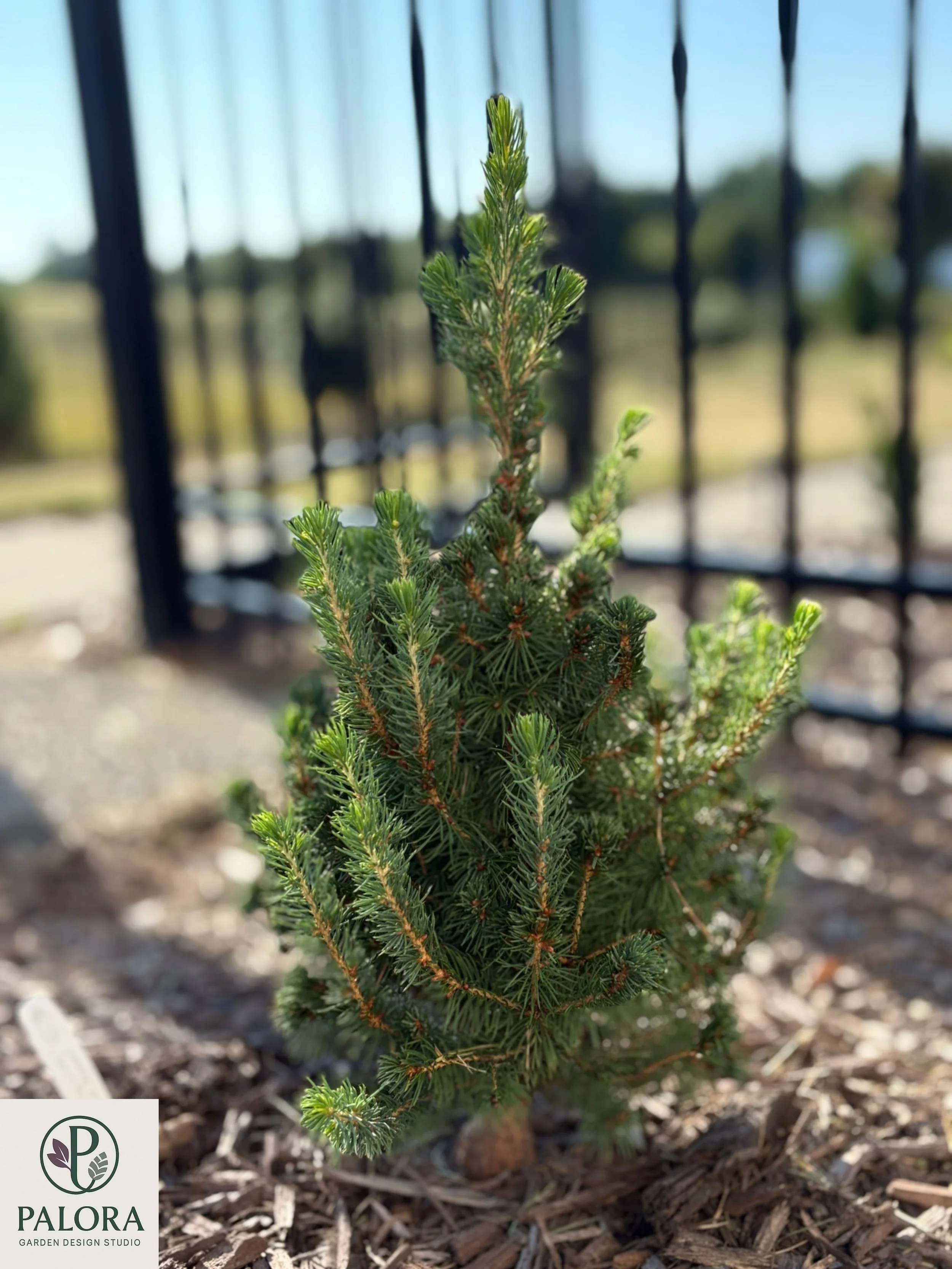 6_Picea glauca 'Daisy's White'.jpg