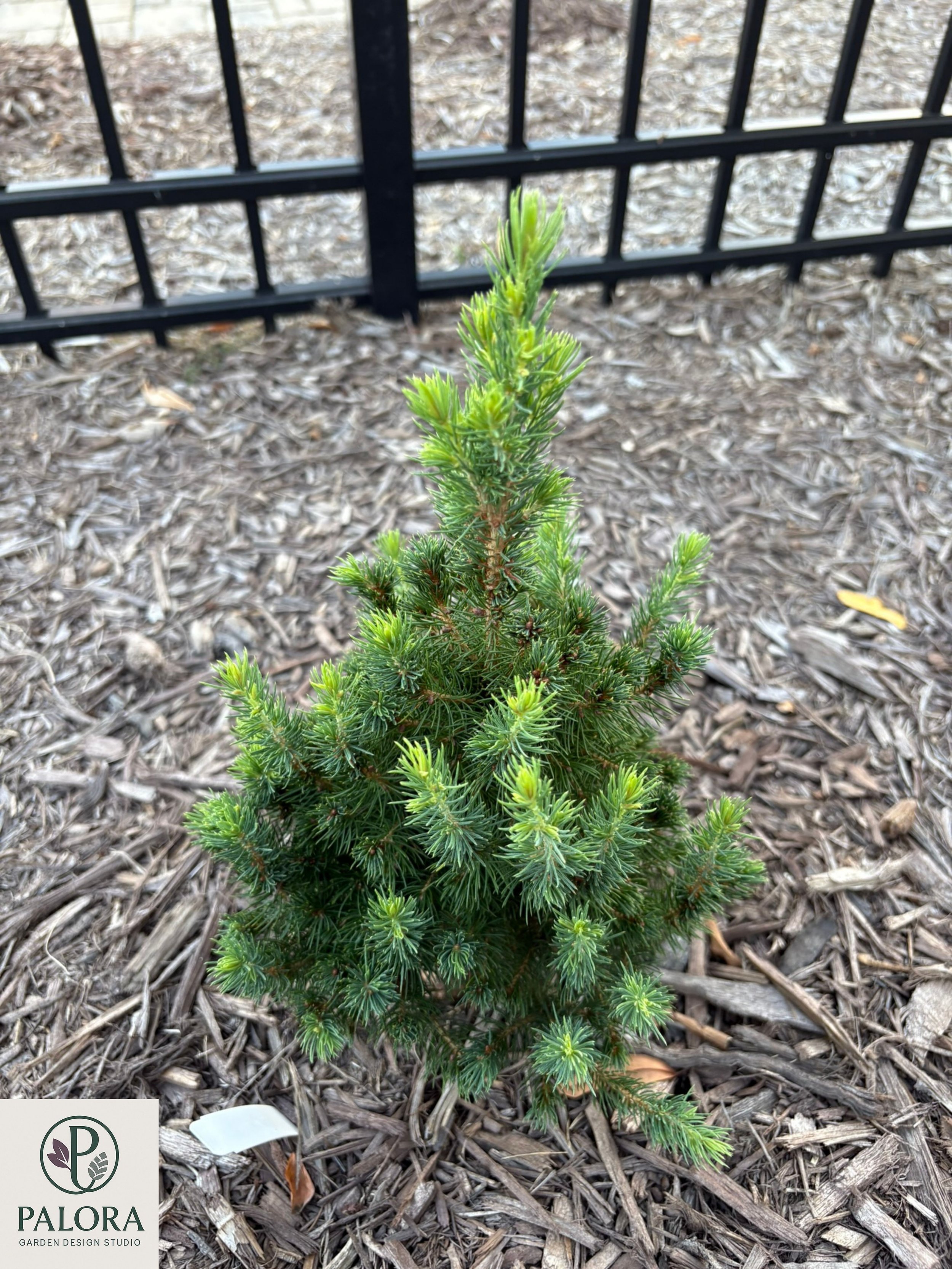 5_Picea glauca 'Daisy's White'.jpg