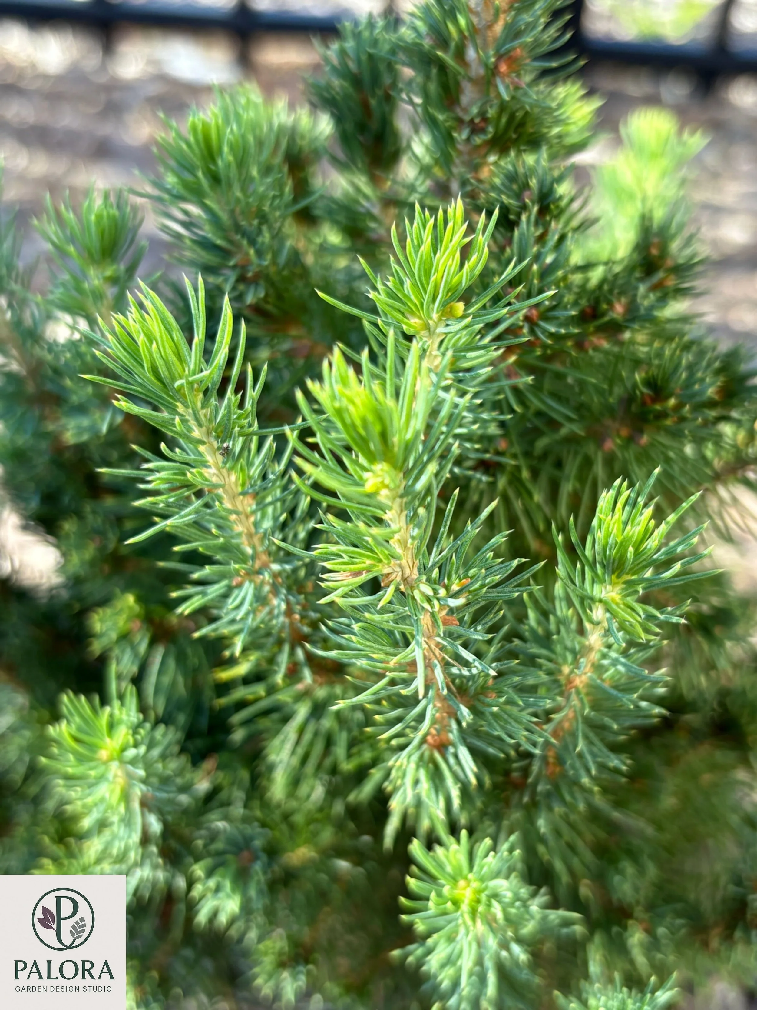 7_Picea glauca 'Daisy's White'.jpg