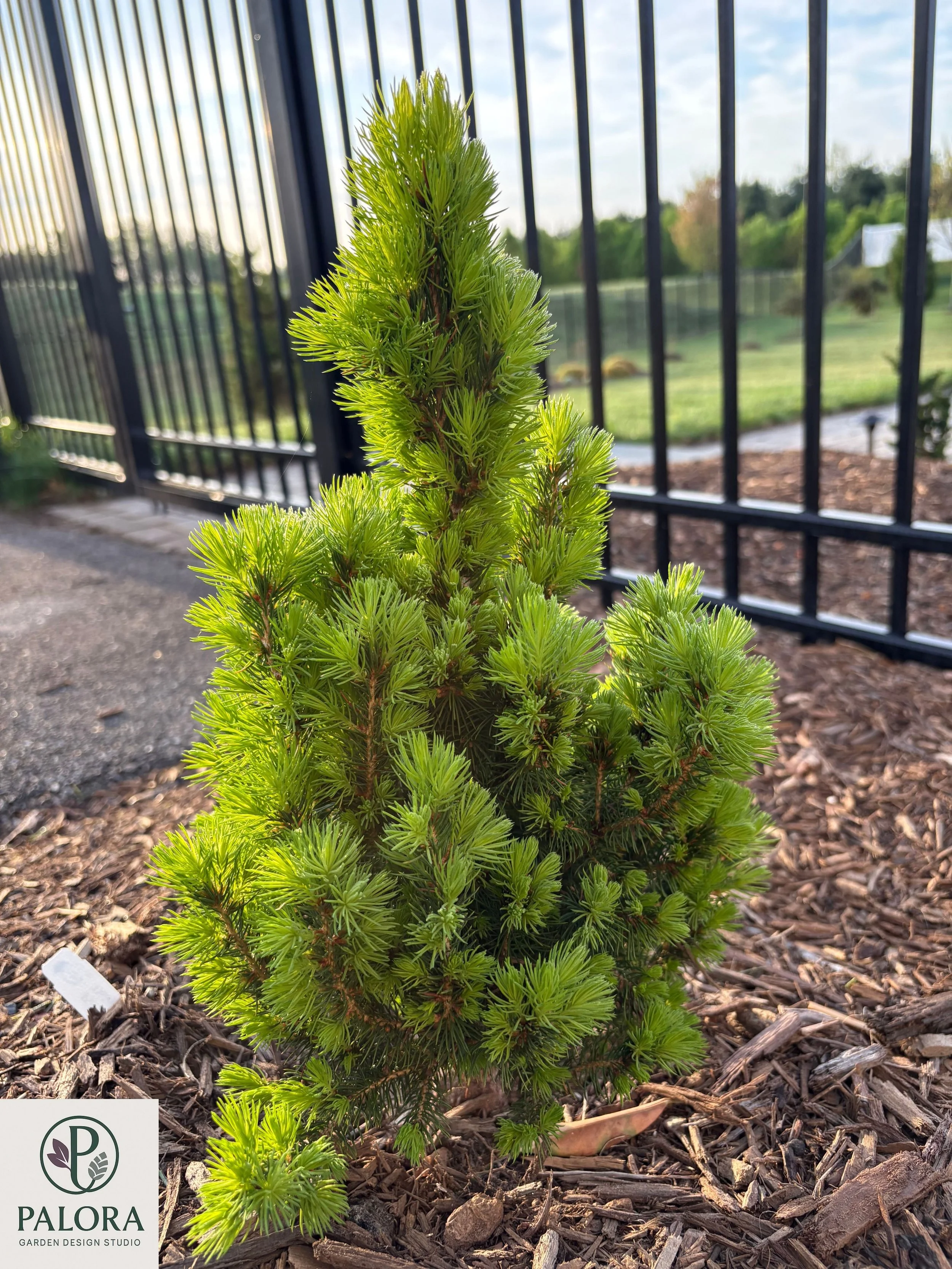 Picea glauca 'Daisy's White' (3).jpg