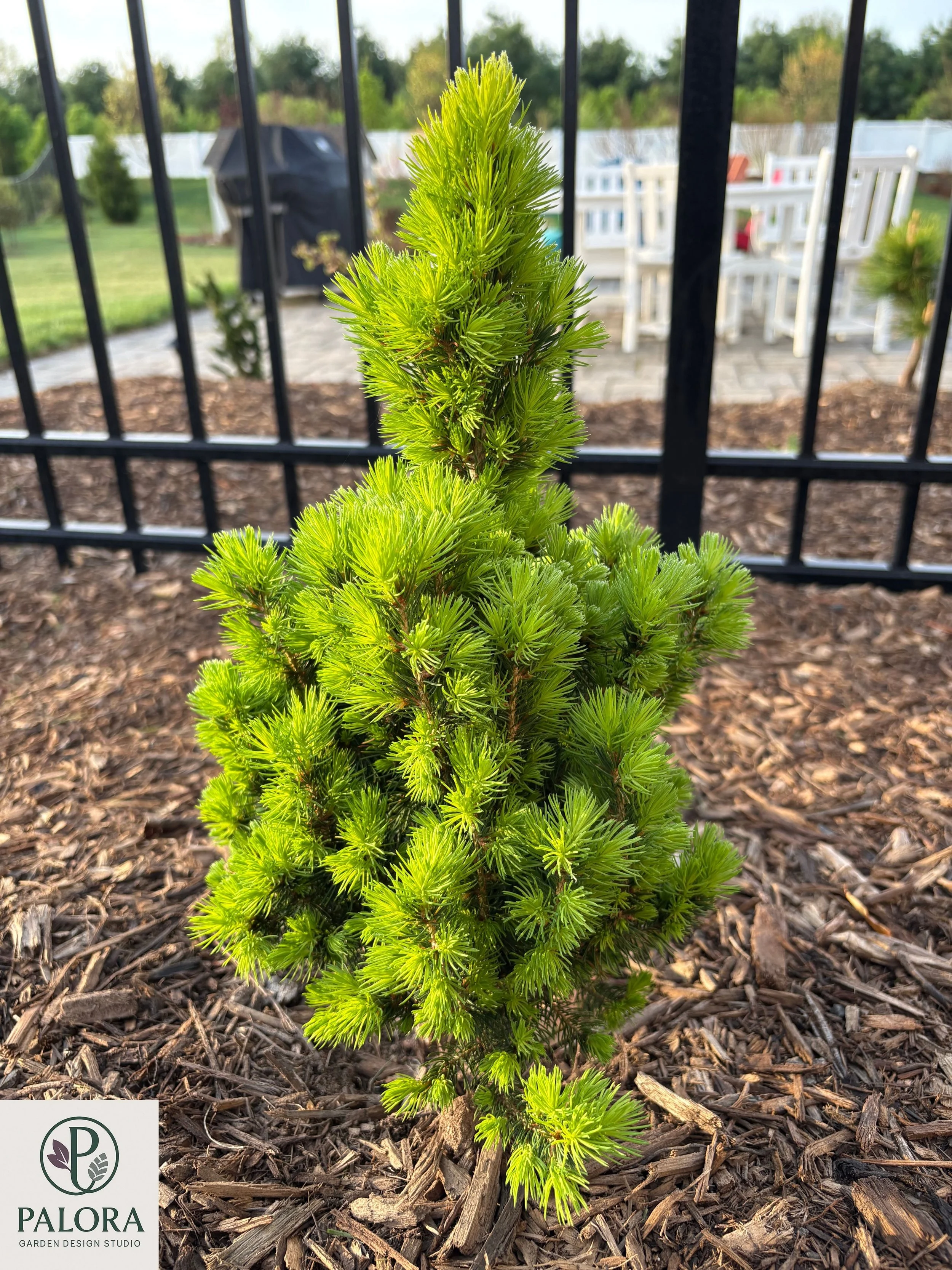 Picea glauca 'Daisy's White' (2).jpg