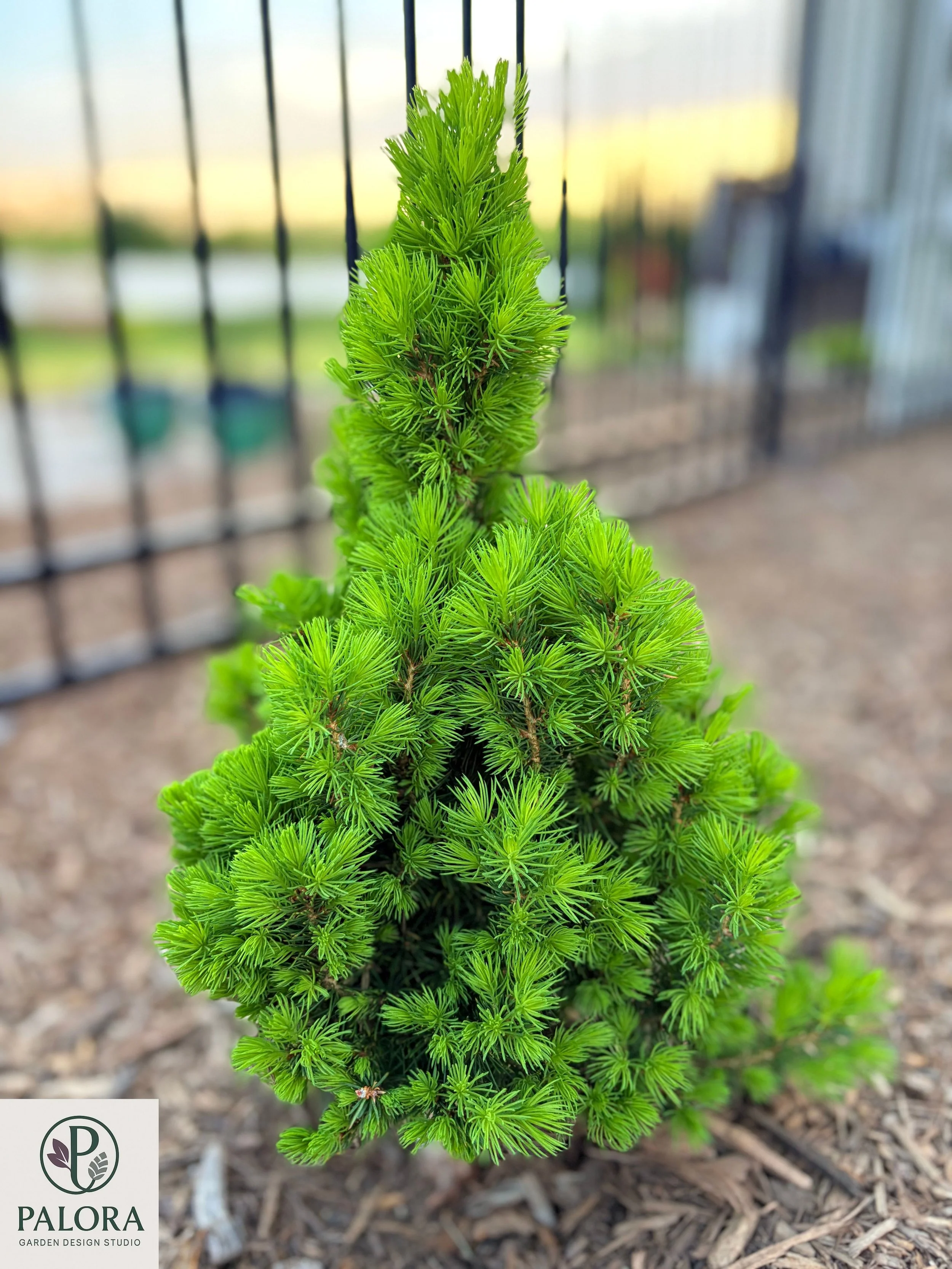Picea glauca 'Daisy's White’