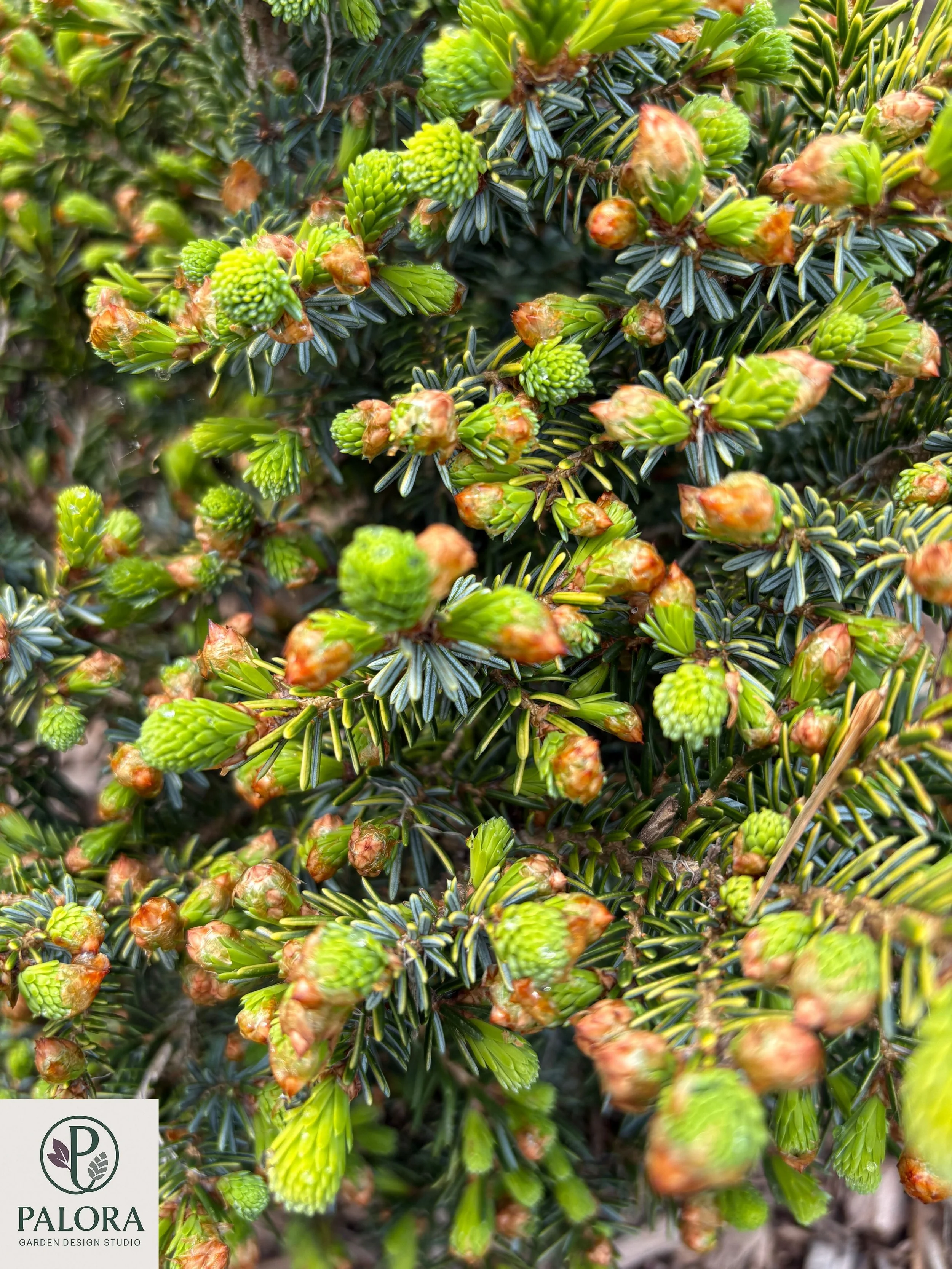 Picea omorika ‘Peve Tjin’