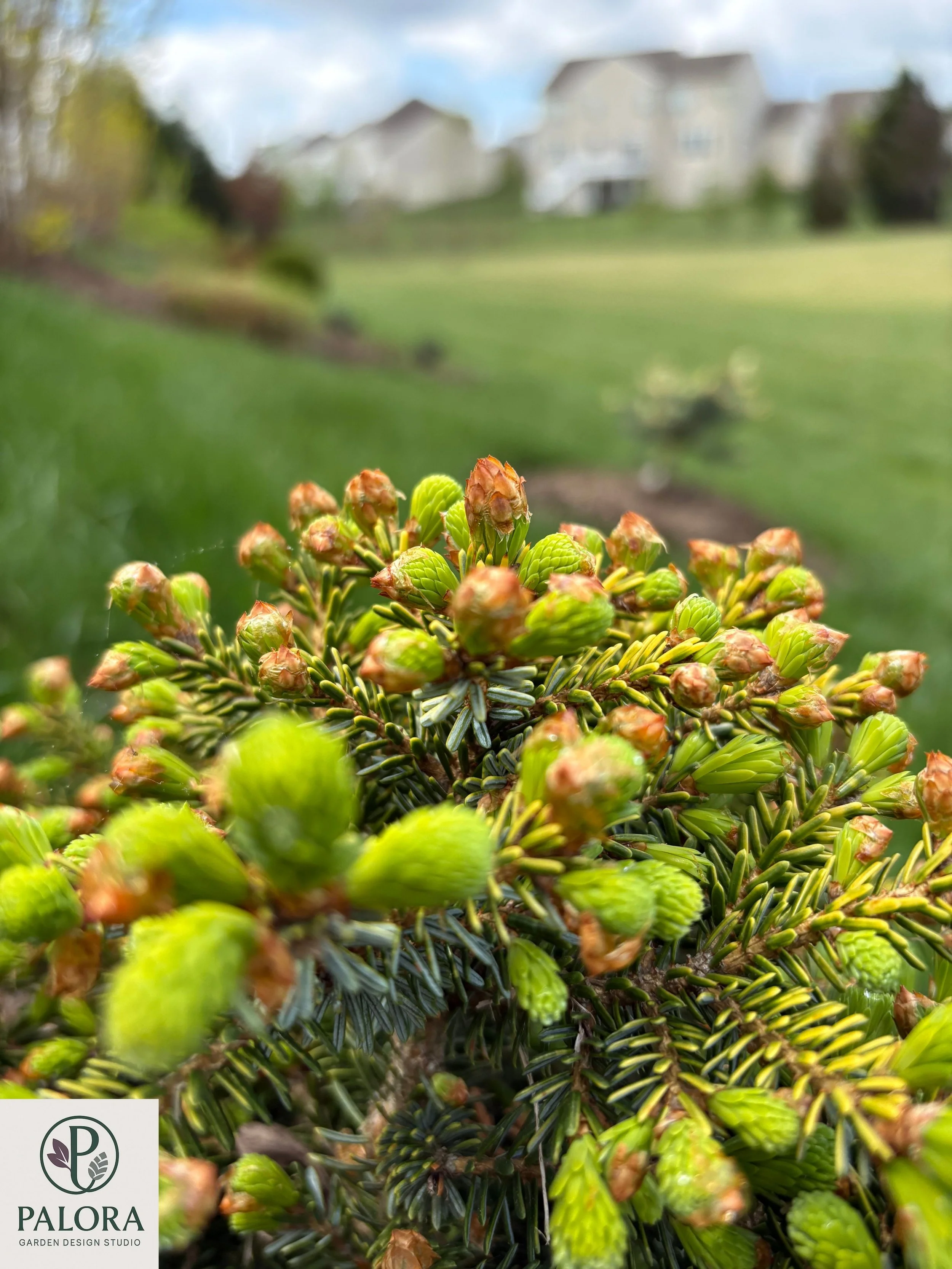 Picea_omorika 'Peve Tjin' (2).jpg