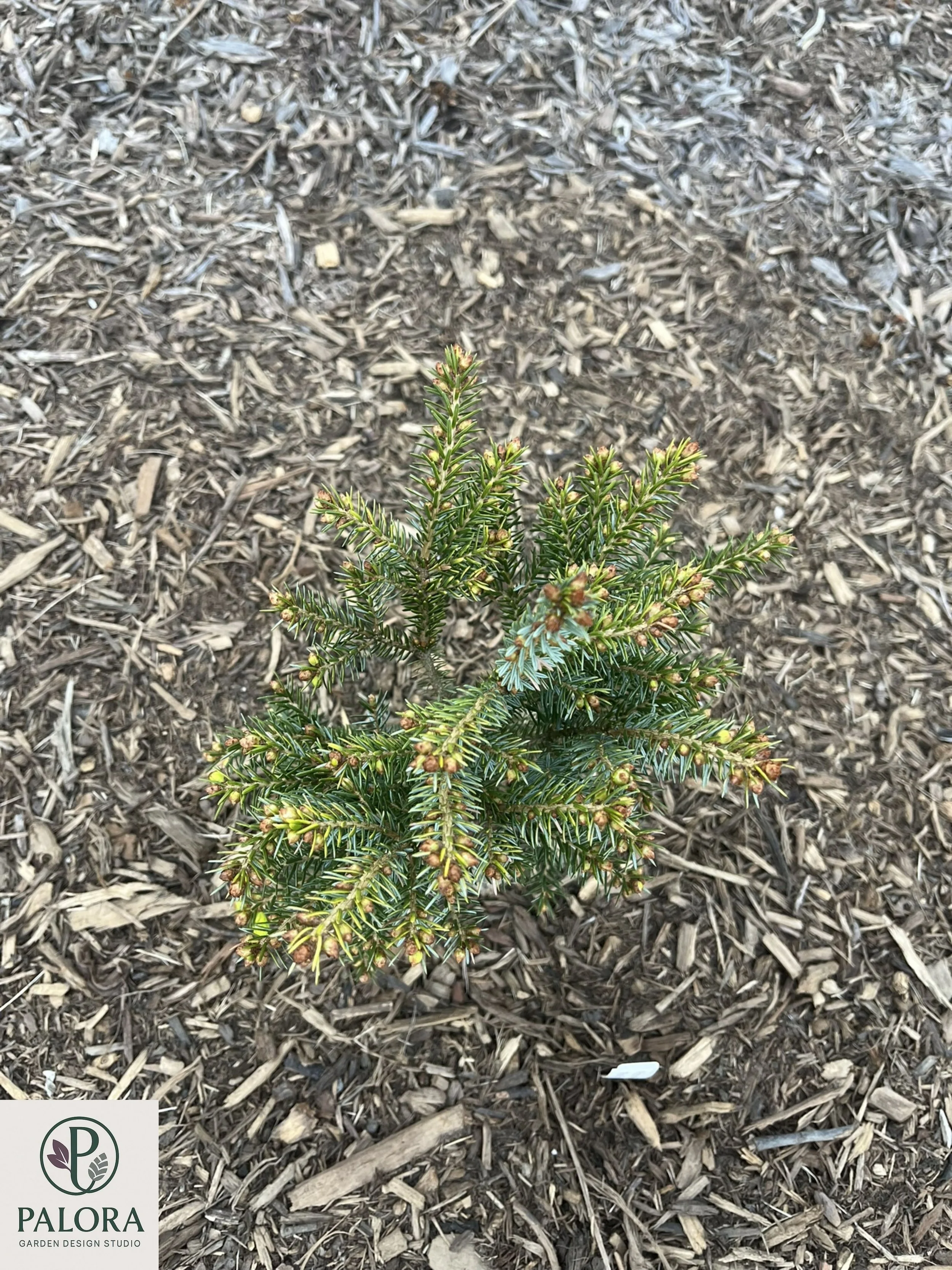 Picea_omorika 'Peve Tjin' (1).jpg