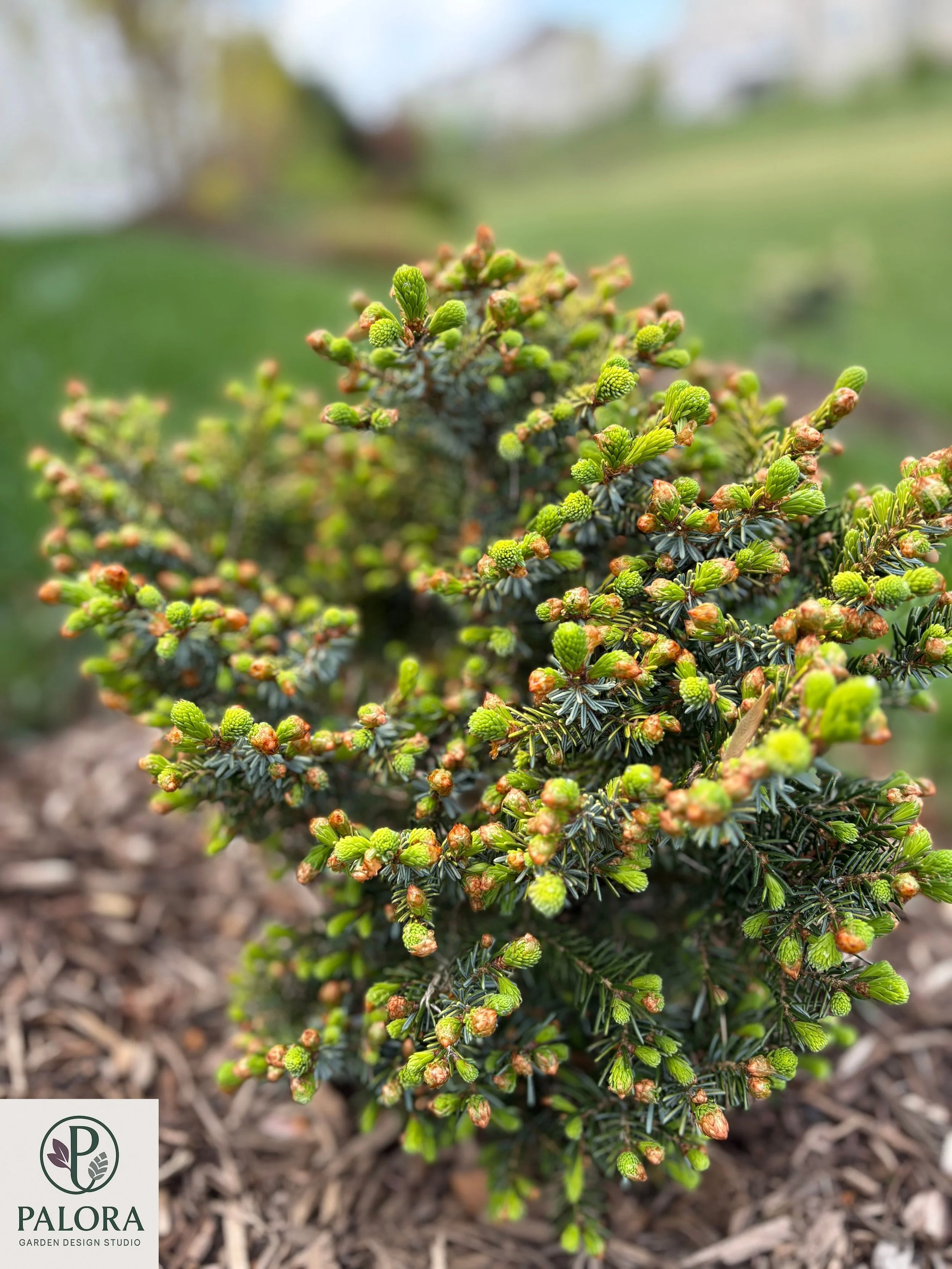 Picea_omorika 'Peve Tjin' (4).jpg