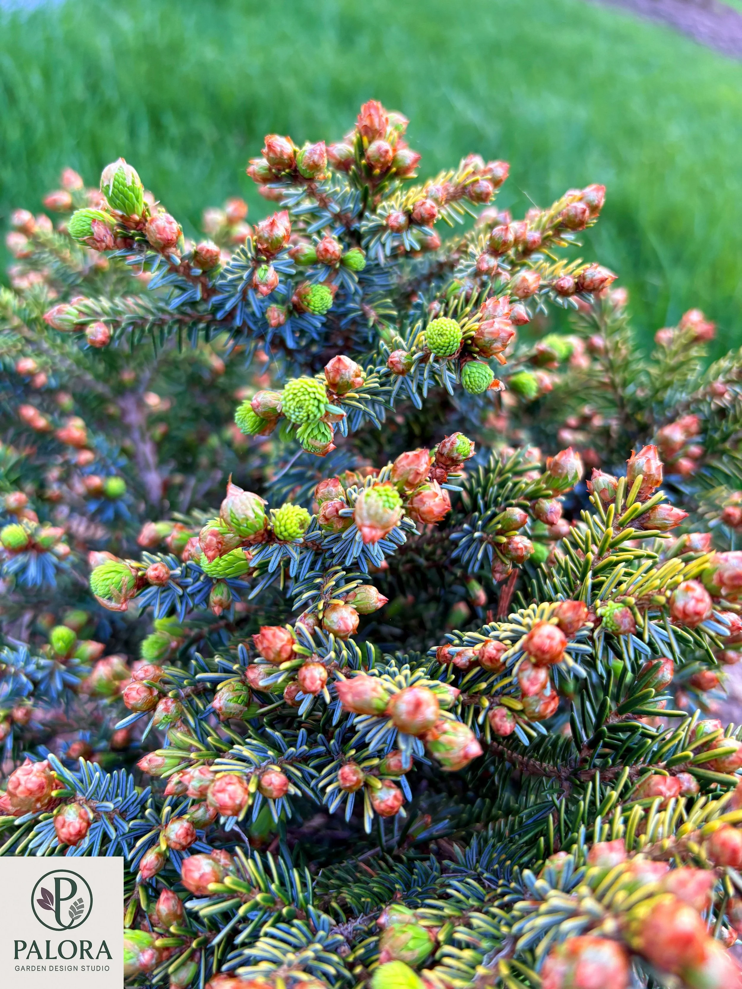 Picea_omorika 'Peve Tjin' (5).jpg