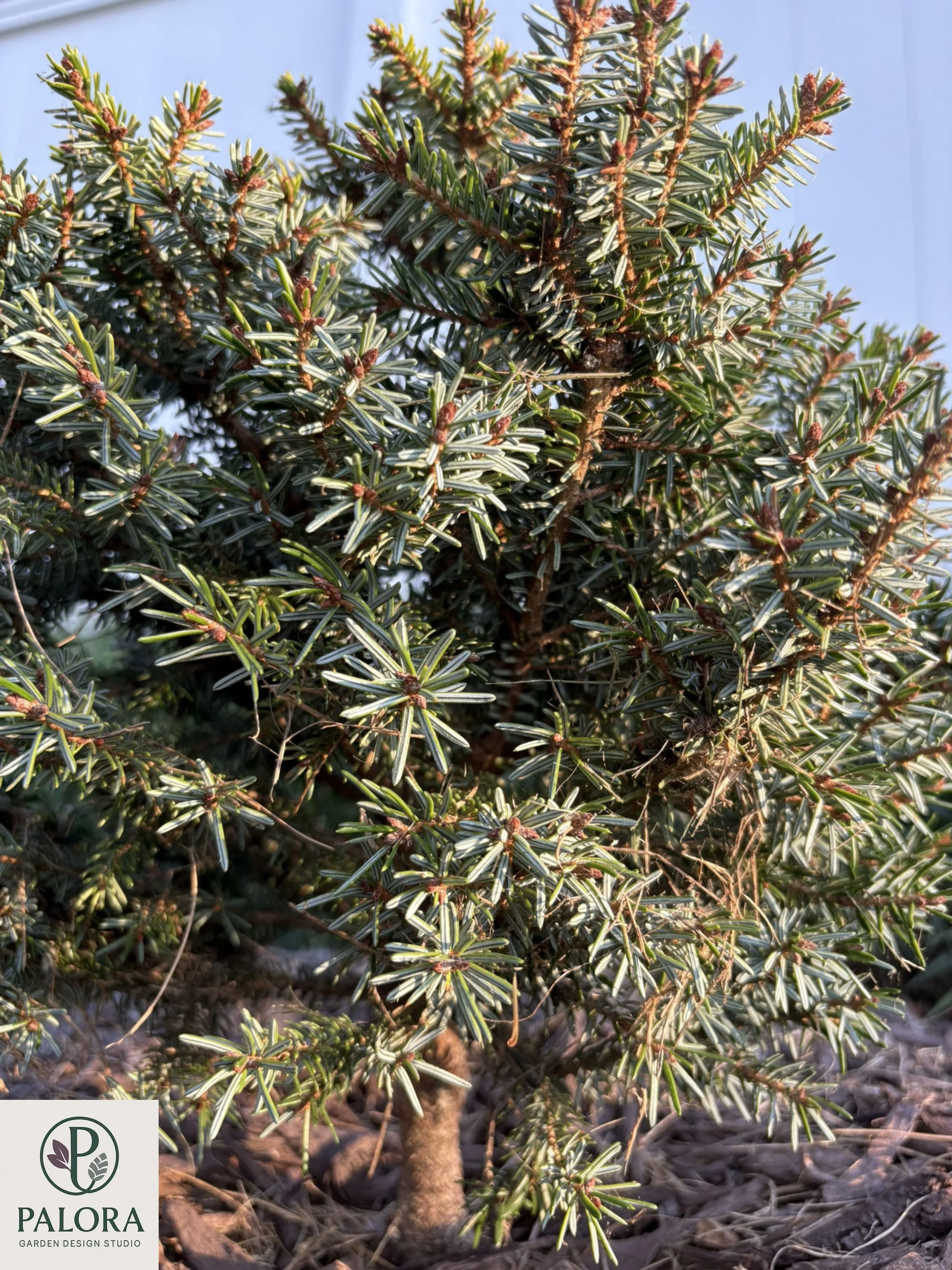 Picea_omorika 'Peve Tjin' (6).jpg